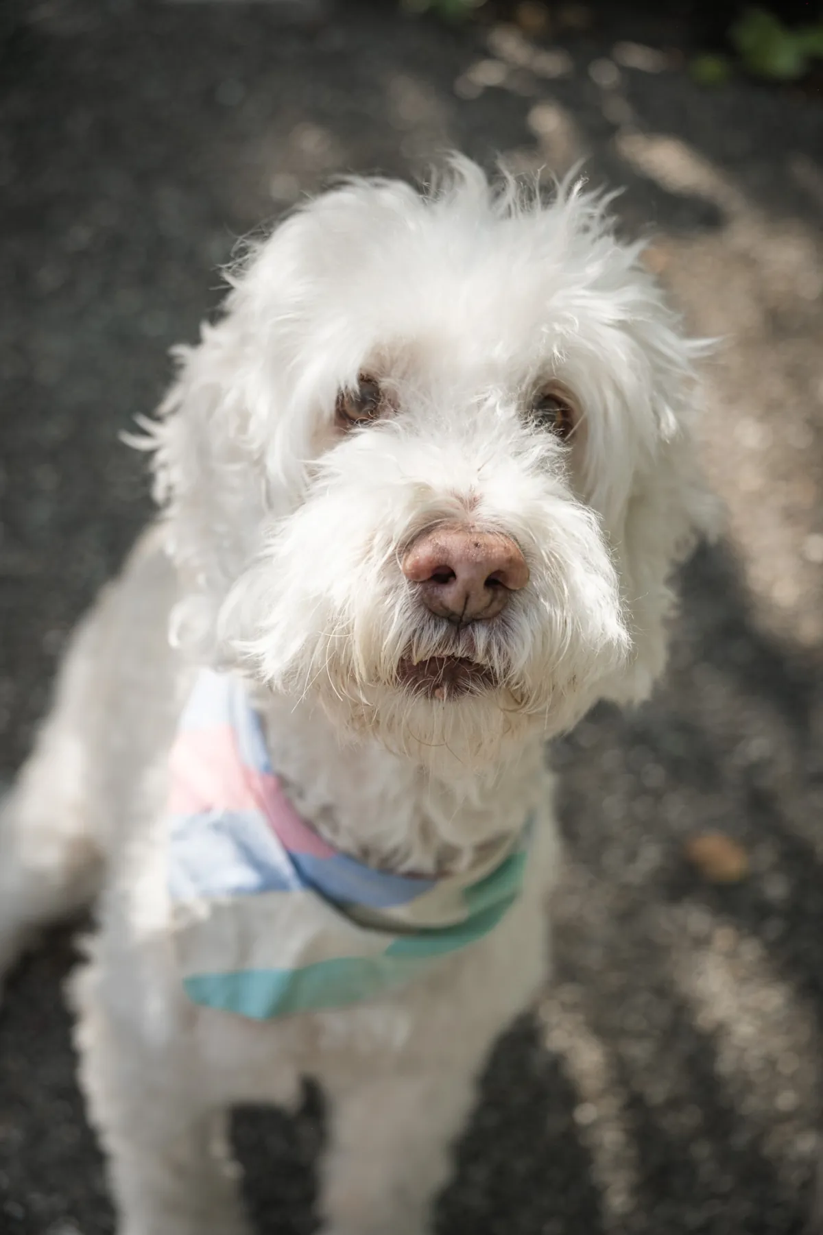 The family dog in a pastel bandana at Piedmont Park, Piedmont CA