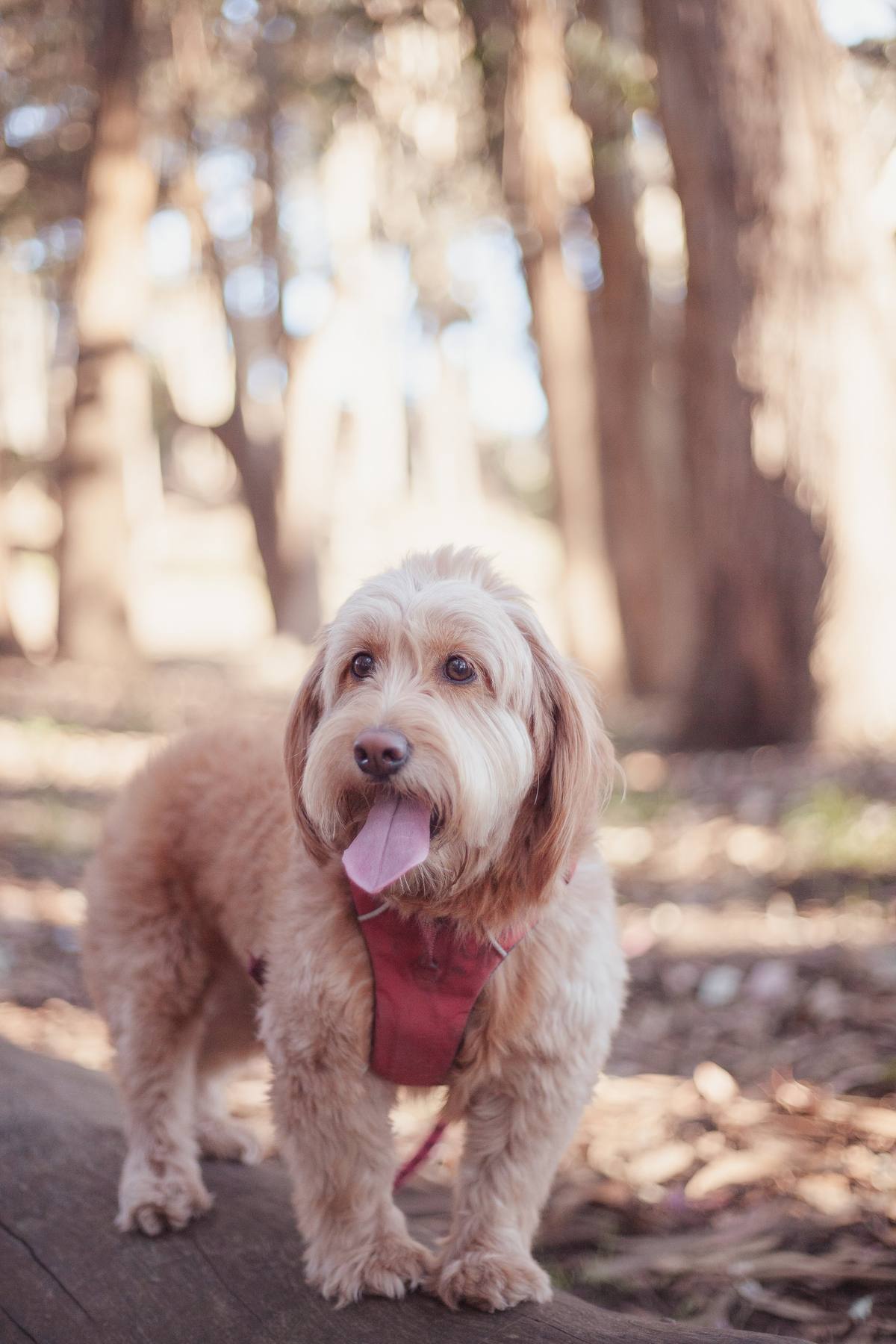 Golden doodle in a red harness standing on a log at Wood Line