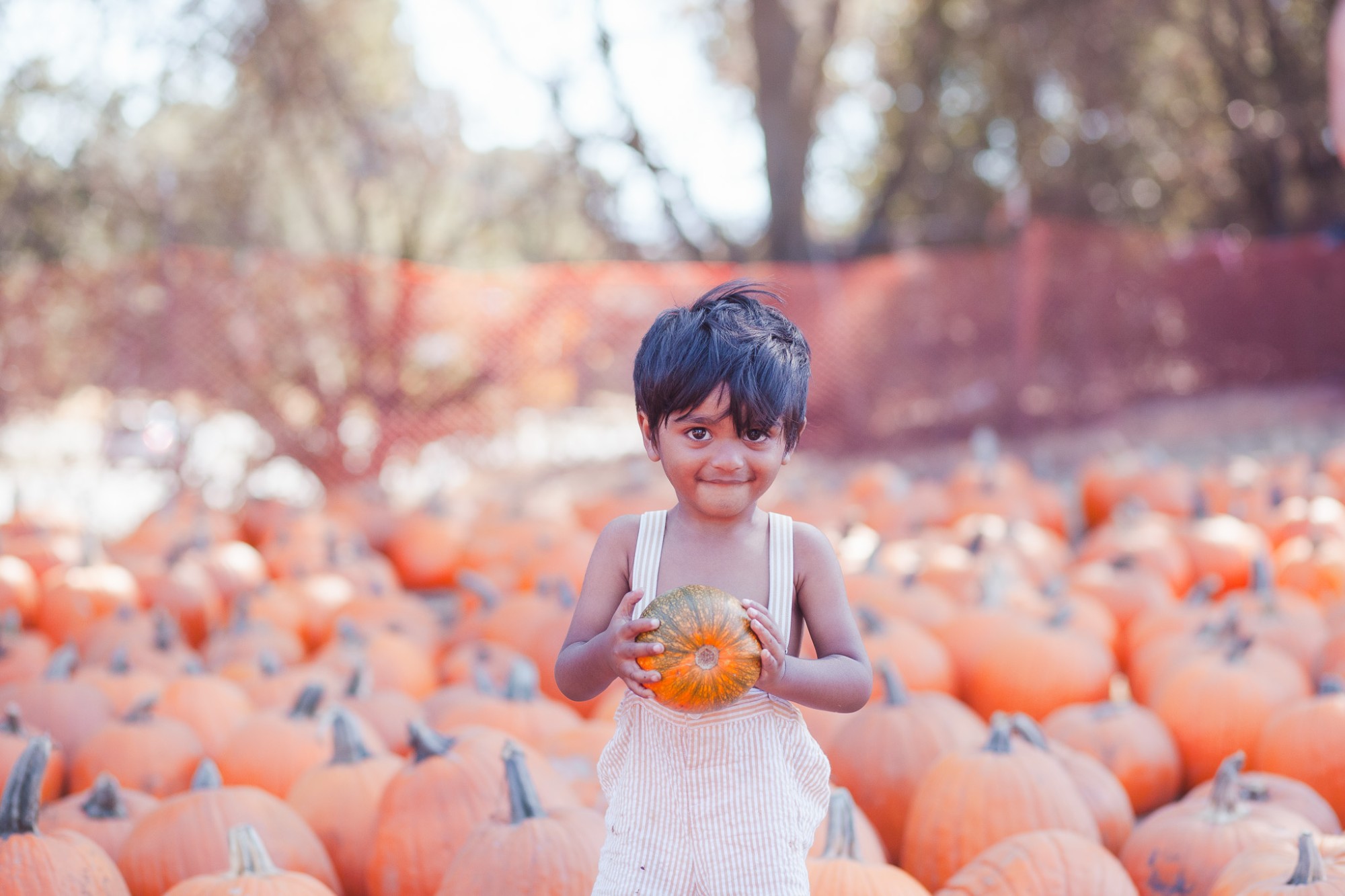 Little boy holding a small pumpkin at the Webb Ranch pumpkin patch near Palo Alto