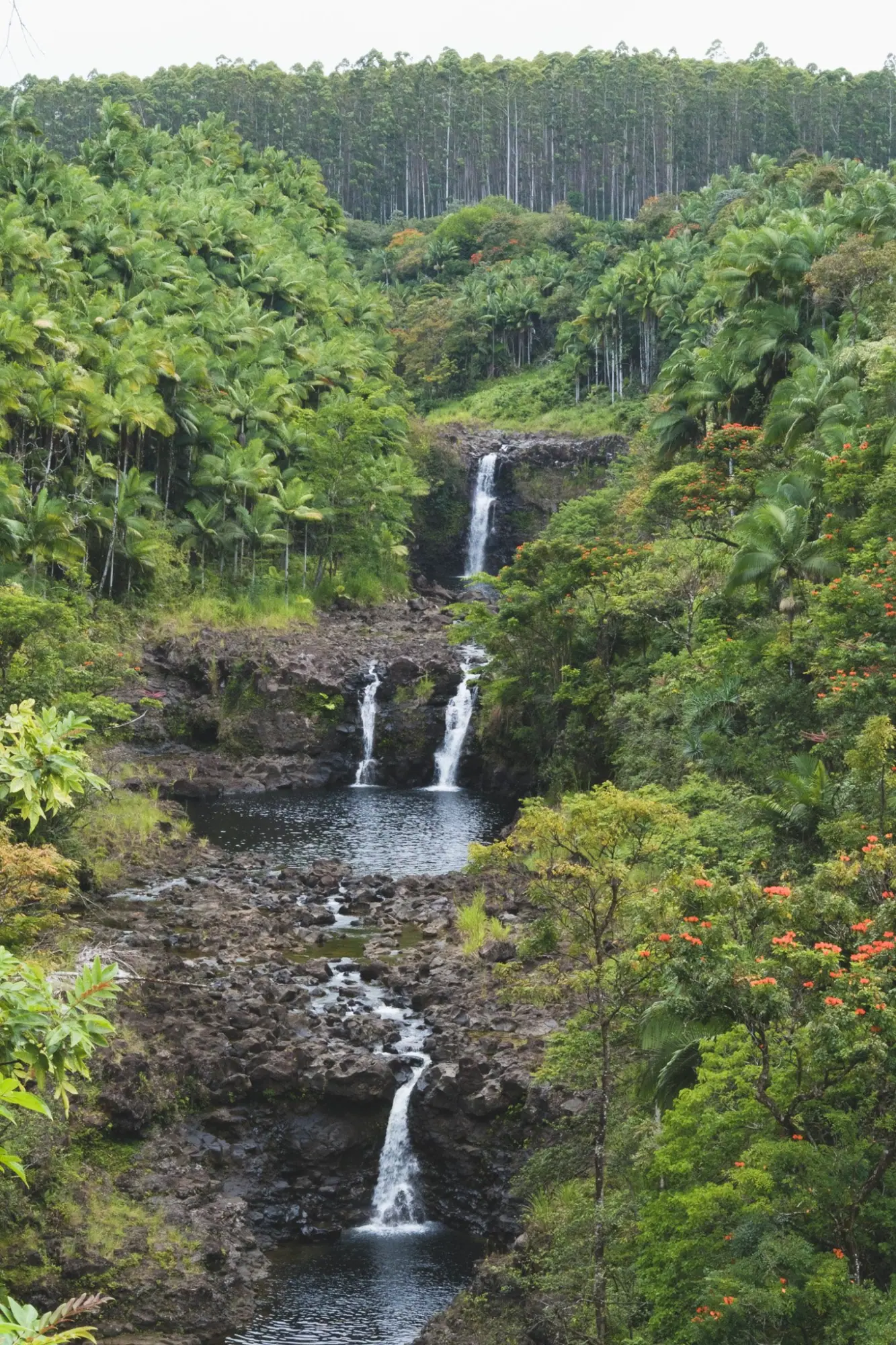 Photo from Day 4: Umauma Falls, Akaka Falls & Hidden Roadside Treats Near Hilo, Big Island, HI