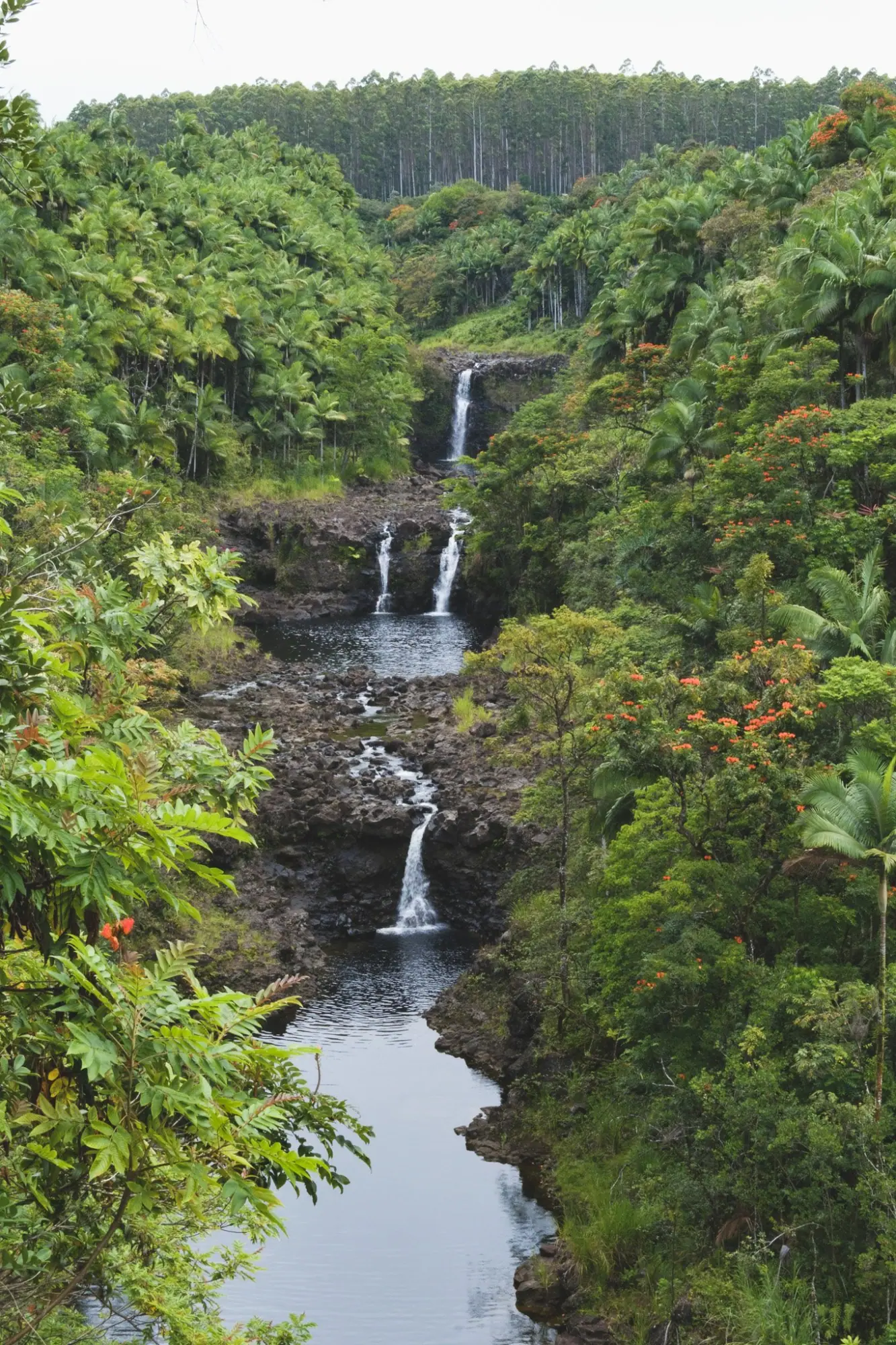Photo from Day 4: Umauma Falls, Akaka Falls & Hidden Roadside Treats Near Hilo, Big Island, HI