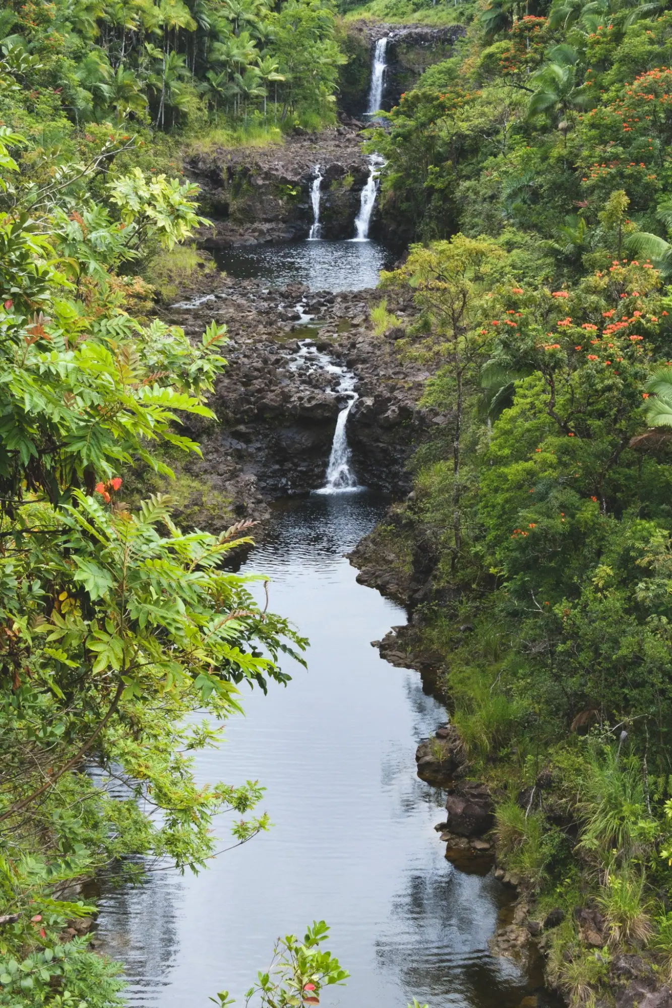 Photo from Day 4: Umauma Falls, Akaka Falls & Hidden Roadside Treats Near Hilo, Big Island, HI
