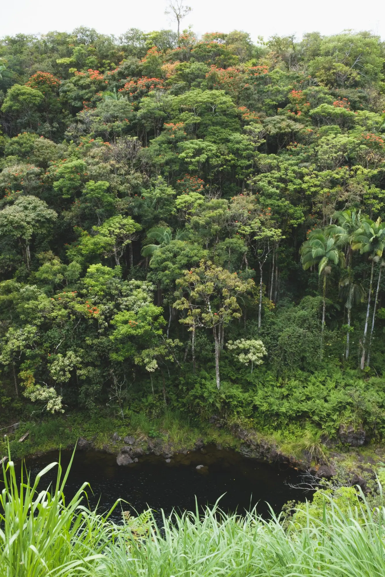 Photo from Day 4: Umauma Falls, Akaka Falls & Hidden Roadside Treats Near Hilo, Big Island, HI