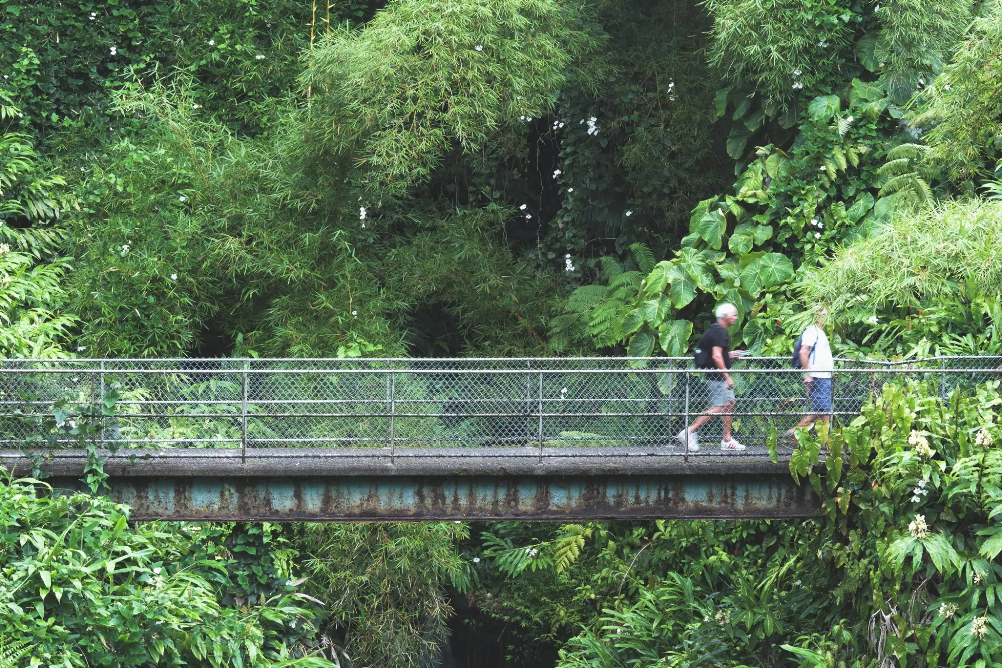 Photo from Day 4: Umauma Falls, Akaka Falls & Hidden Roadside Treats Near Hilo, Big Island, HI