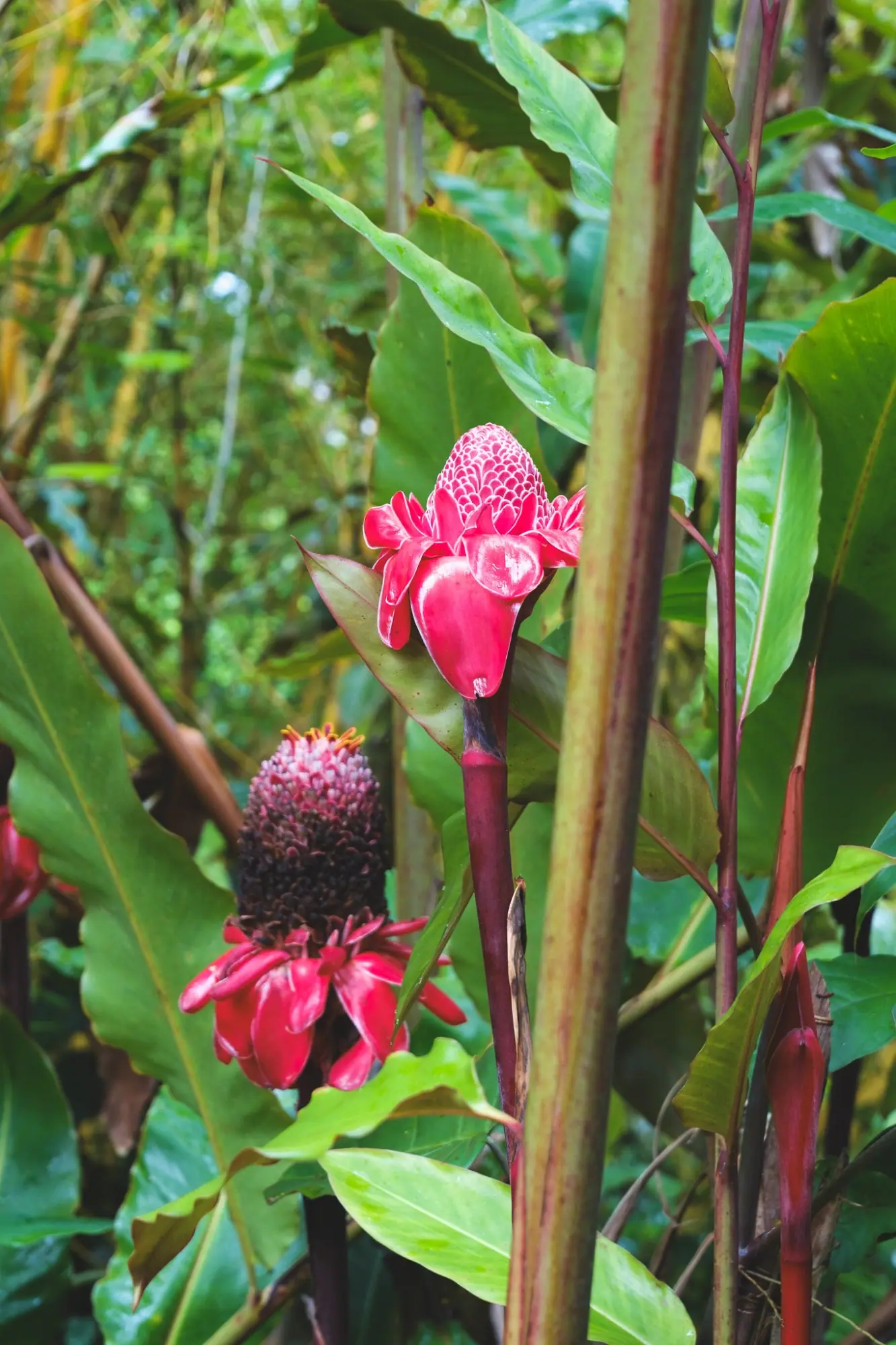 Photo from Day 4: Umauma Falls, Akaka Falls & Hidden Roadside Treats Near Hilo, Big Island, HI