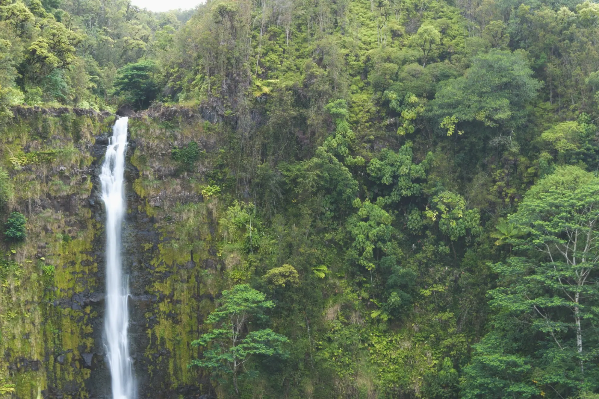 Photo from Day 4: Umauma Falls, Akaka Falls & Hidden Roadside Treats Near Hilo, Big Island, HI