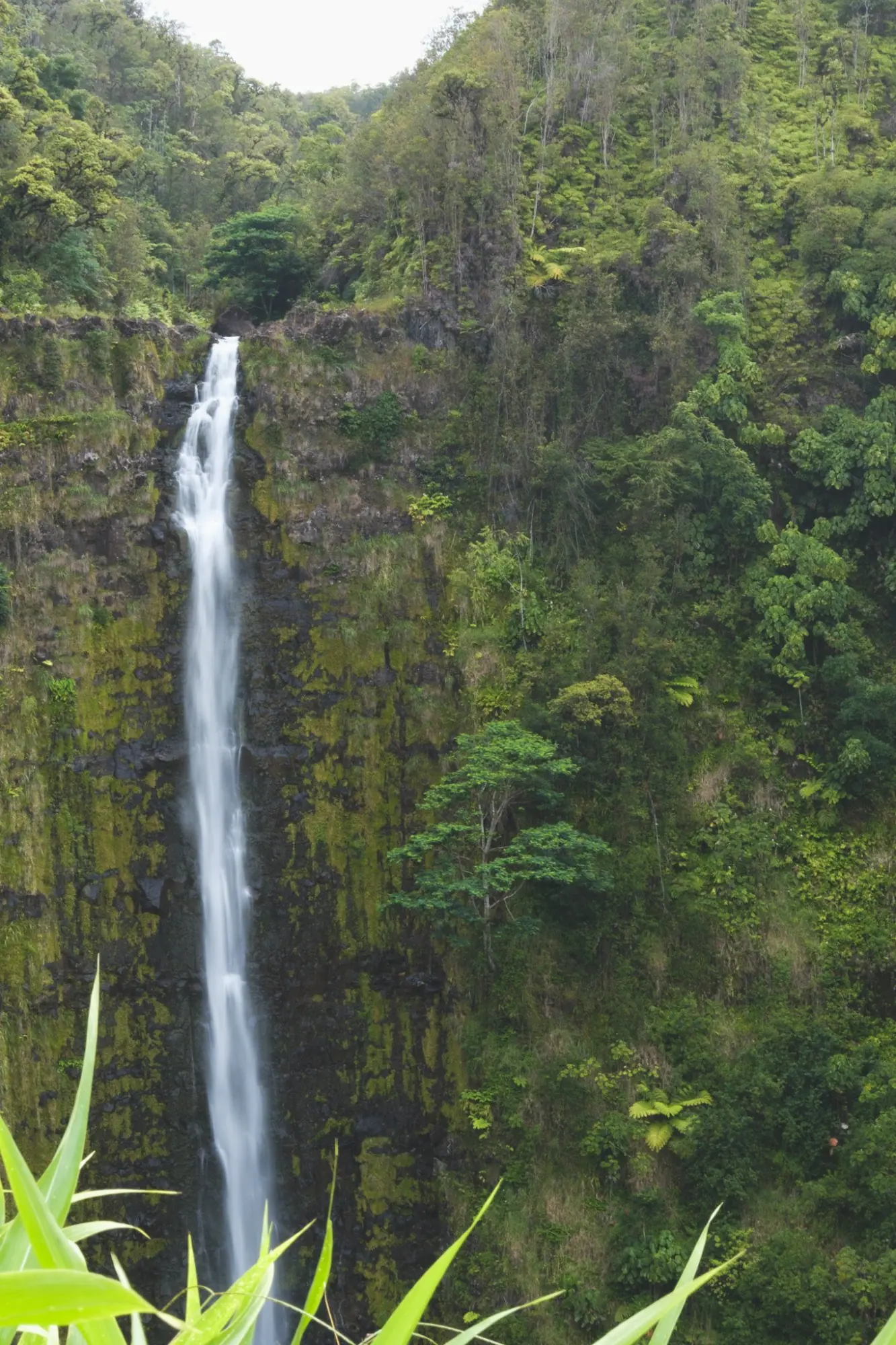 Photo from Day 4: Umauma Falls, Akaka Falls & Hidden Roadside Treats Near Hilo, Big Island, HI