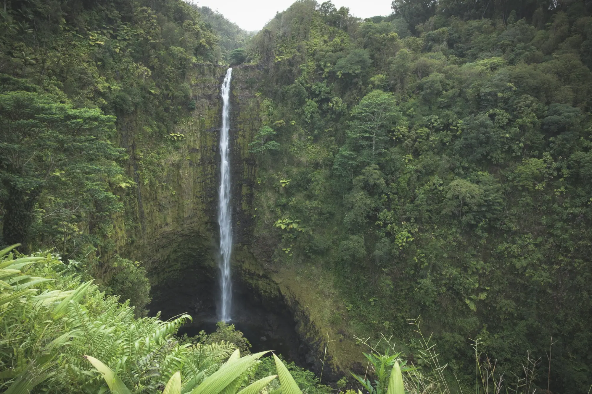 Photo from Day 4: Umauma Falls, Akaka Falls & Hidden Roadside Treats Near Hilo, Big Island, HI