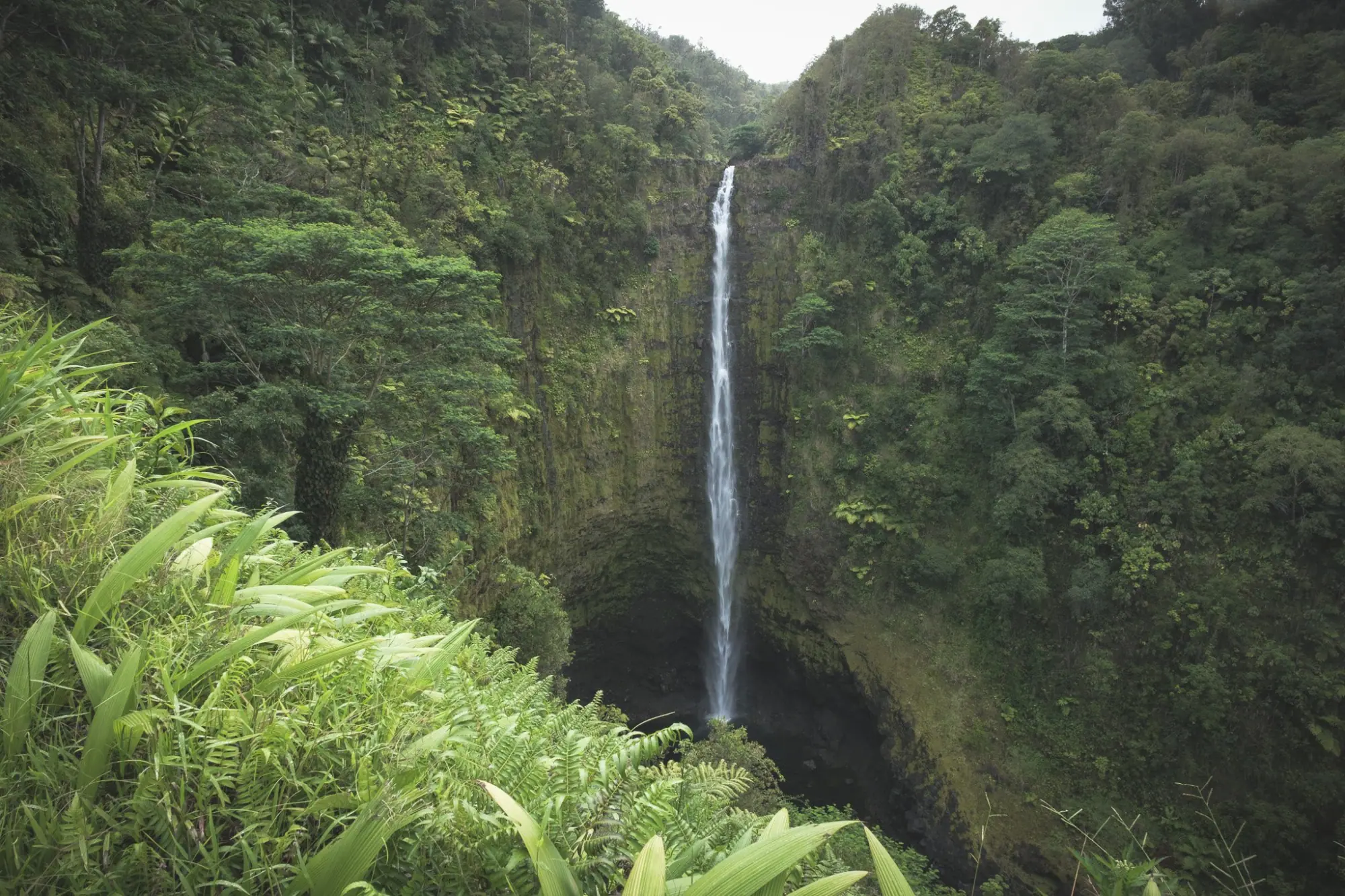 Photo from Day 4: Umauma Falls, Akaka Falls & Hidden Roadside Treats Near Hilo, Big Island, HI
