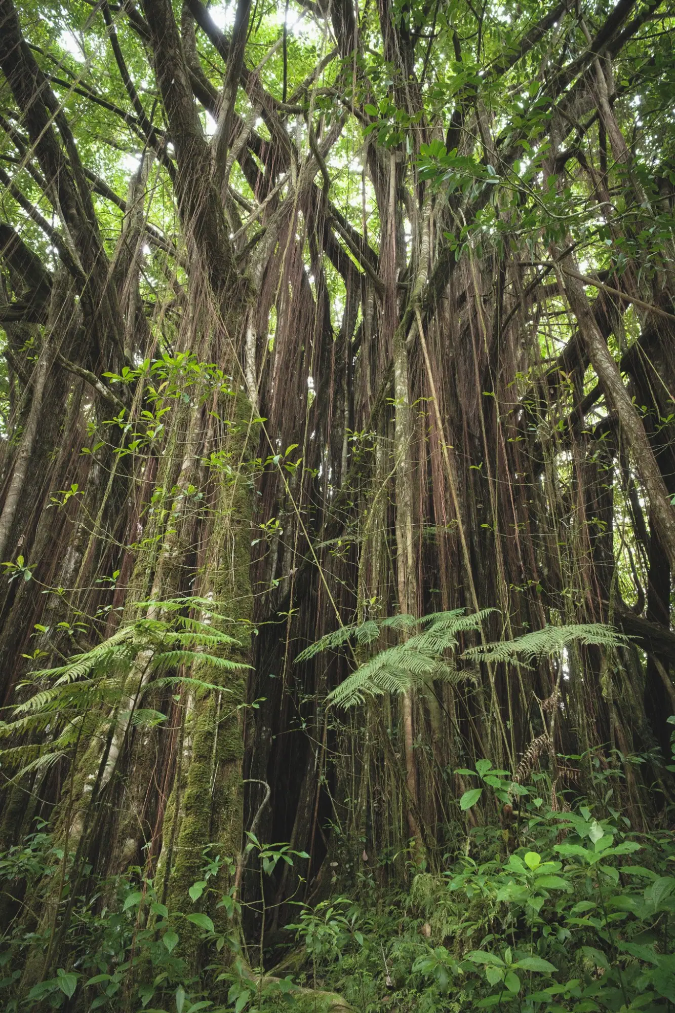 Photo from Day 4: Umauma Falls, Akaka Falls & Hidden Roadside Treats Near Hilo, Big Island, HI
