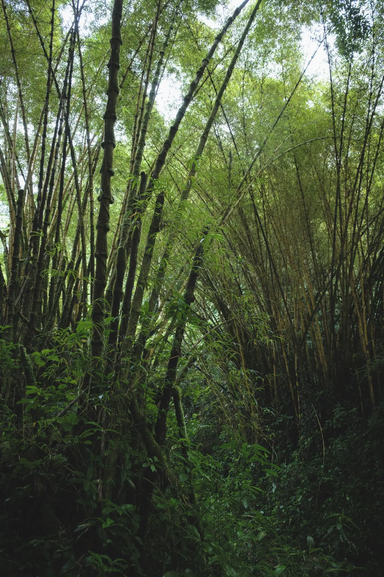 Photo from Day 4: Umauma Falls, Akaka Falls & Hidden Roadside Treats Near Hilo, Big Island, HI