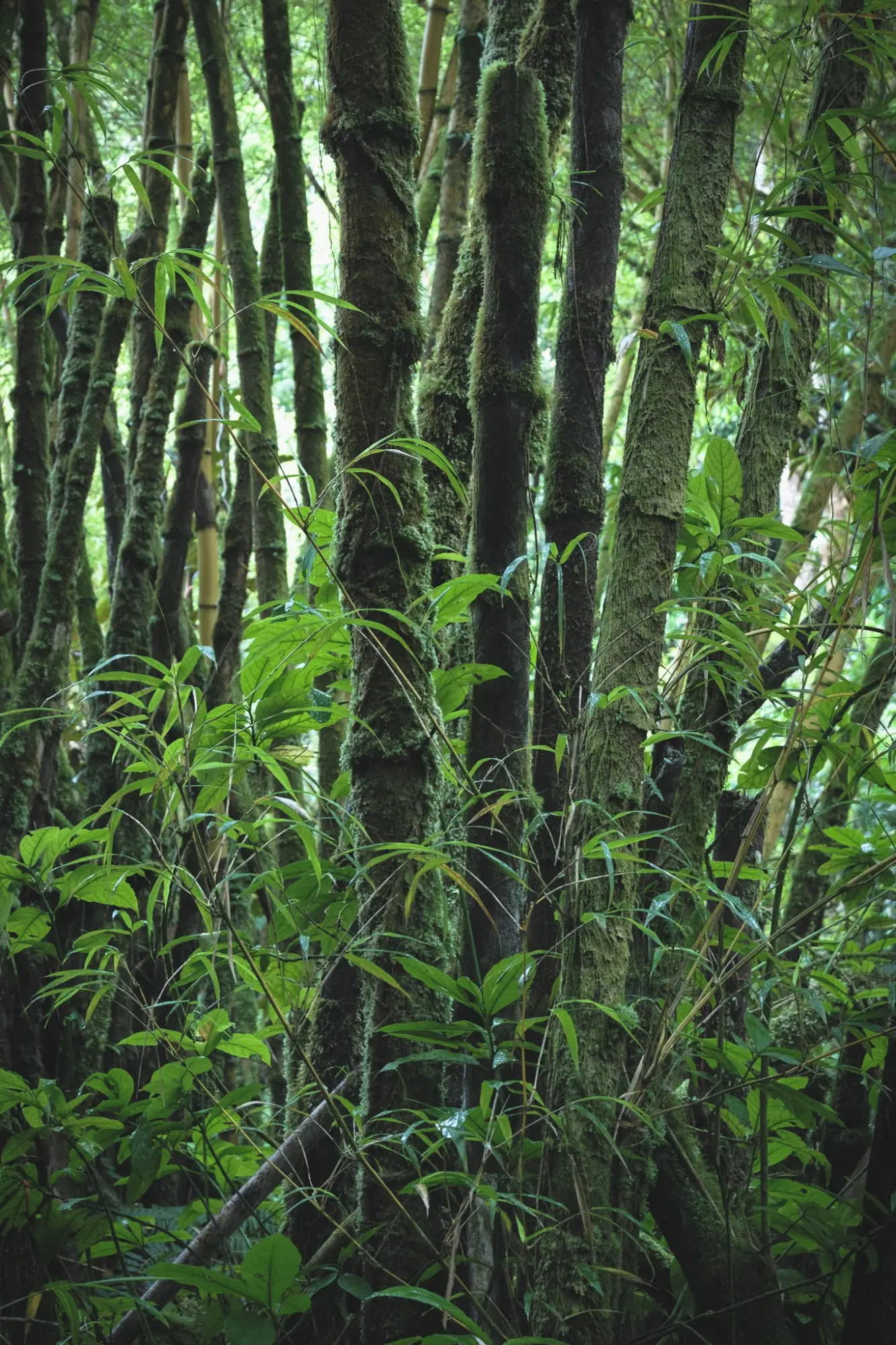 Photo from Day 4: Umauma Falls, Akaka Falls & Hidden Roadside Treats Near Hilo, Big Island, HI