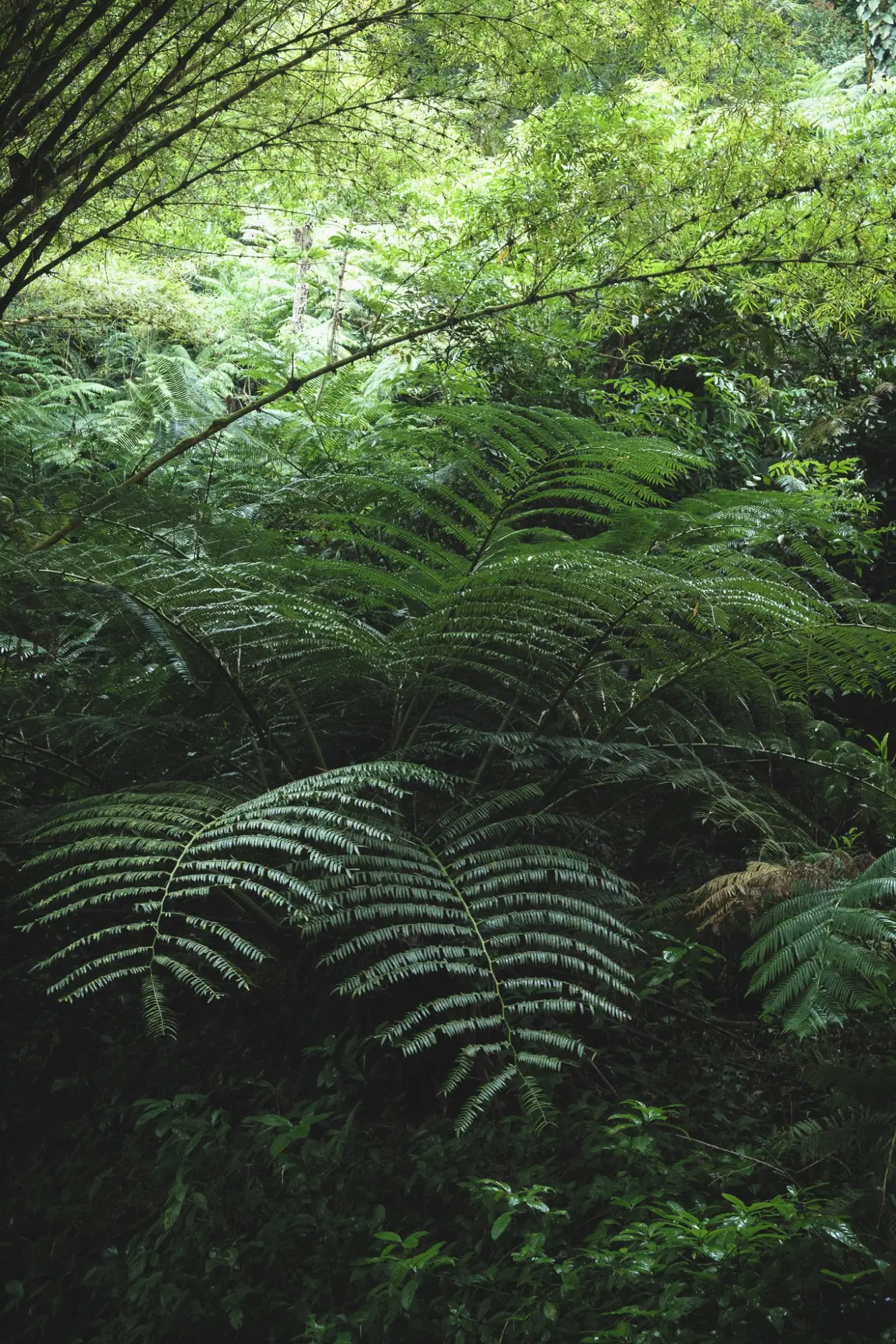 Photo from Day 4: Umauma Falls, Akaka Falls & Hidden Roadside Treats Near Hilo, Big Island, HI