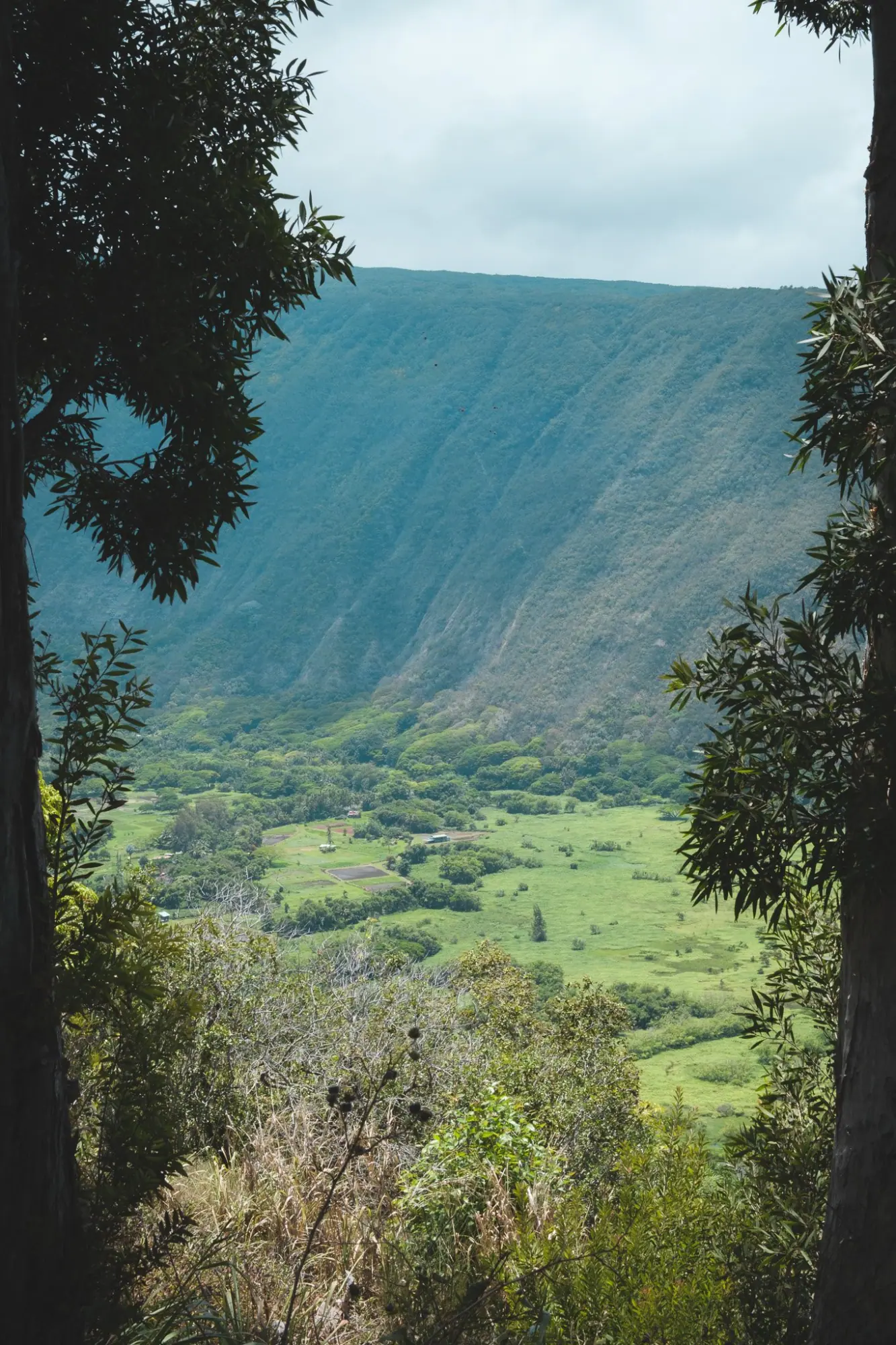 Photo from Before heading back, we stopped at the Waipio Valley Lookout, where the panoramic view of cliffs, jungle,…, Big Island, HI