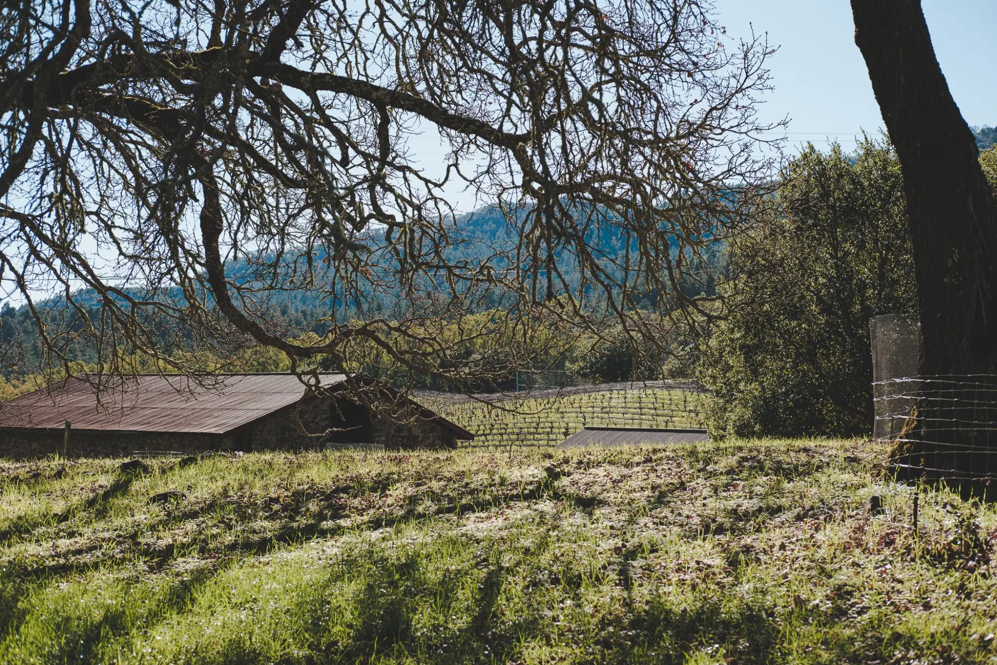 Photo from Lunch at the Cottage Picnic Area, Glen Ellen, CA