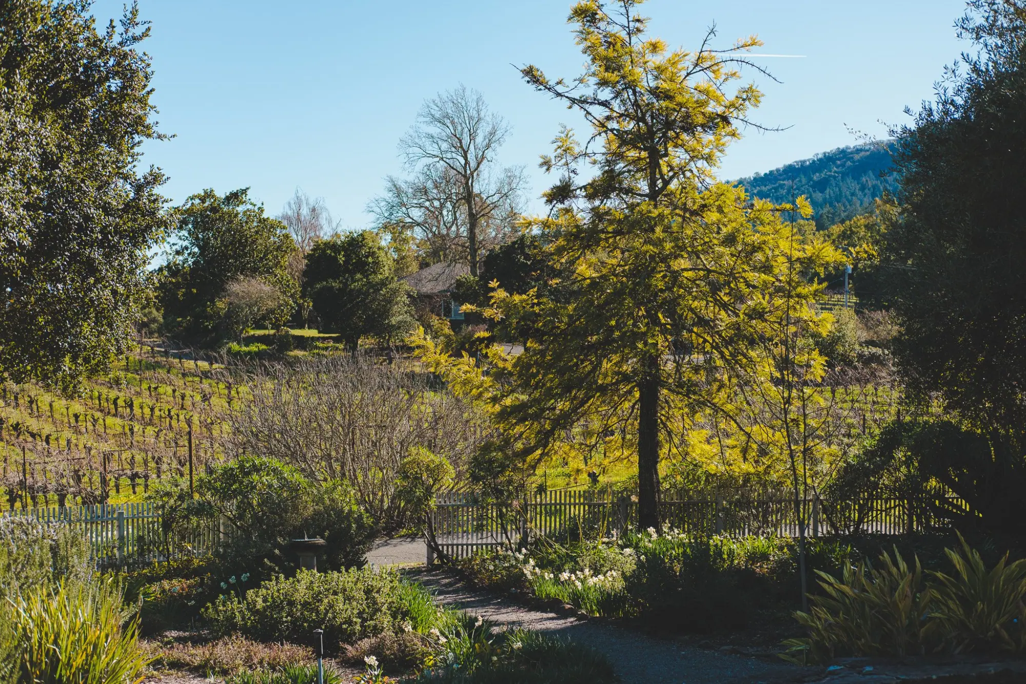 Photo from Exploring Jack London's Legacy, Glen Ellen, CA