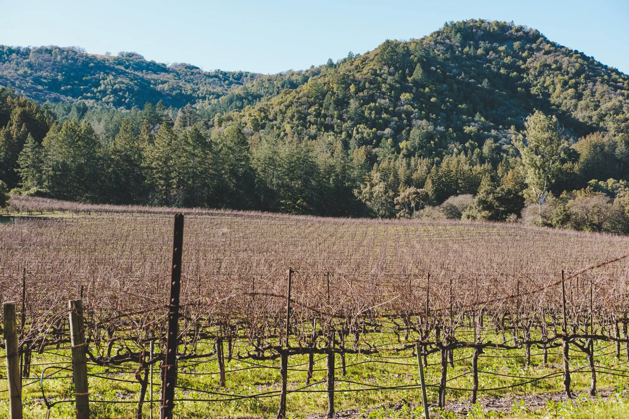 Photo from A Peaceful Hike Around Lake Trail, Glen Ellen, CA