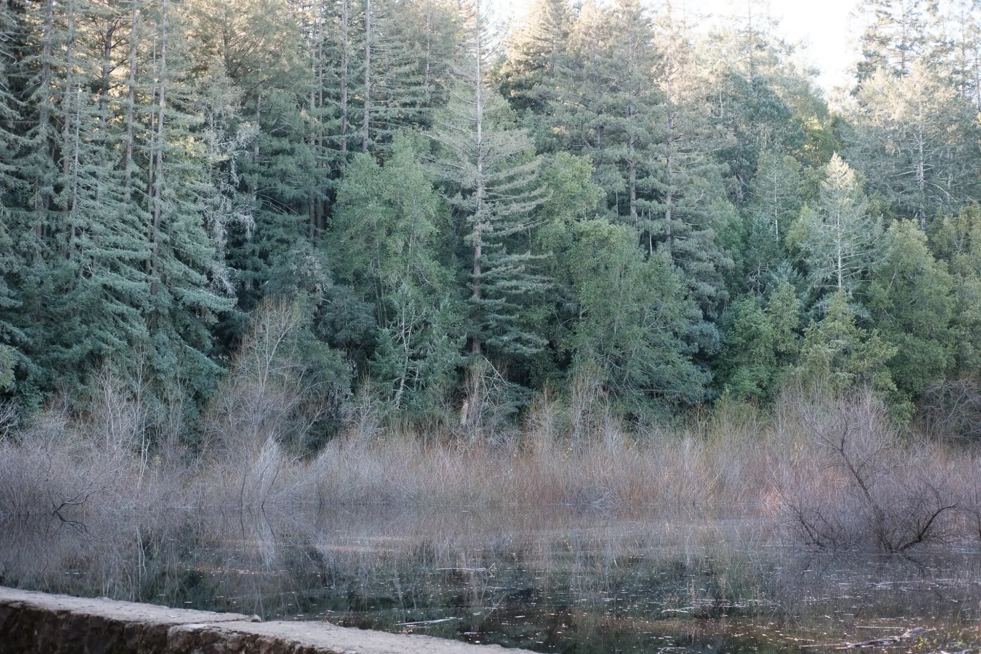 Photo from A Peaceful Hike Around Lake Trail, Glen Ellen, CA