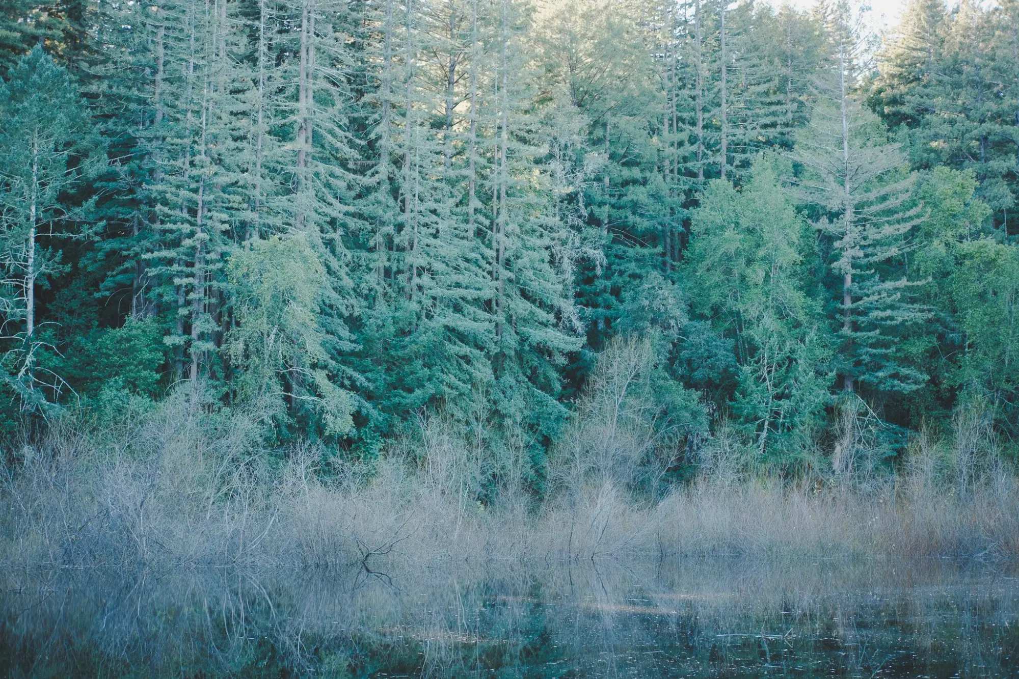 Photo from A Peaceful Hike Around Lake Trail, Glen Ellen, CA