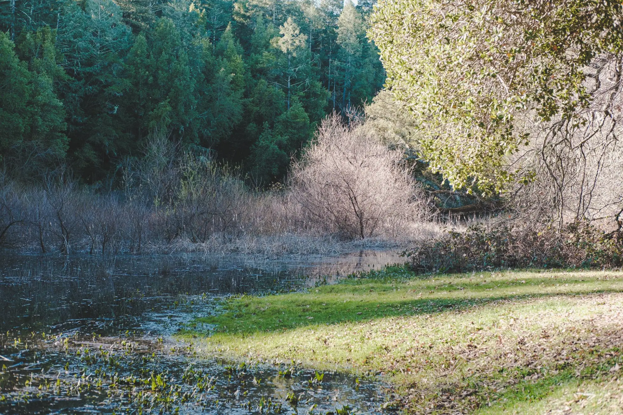 Photo from A Peaceful Hike Around Lake Trail, Glen Ellen, CA