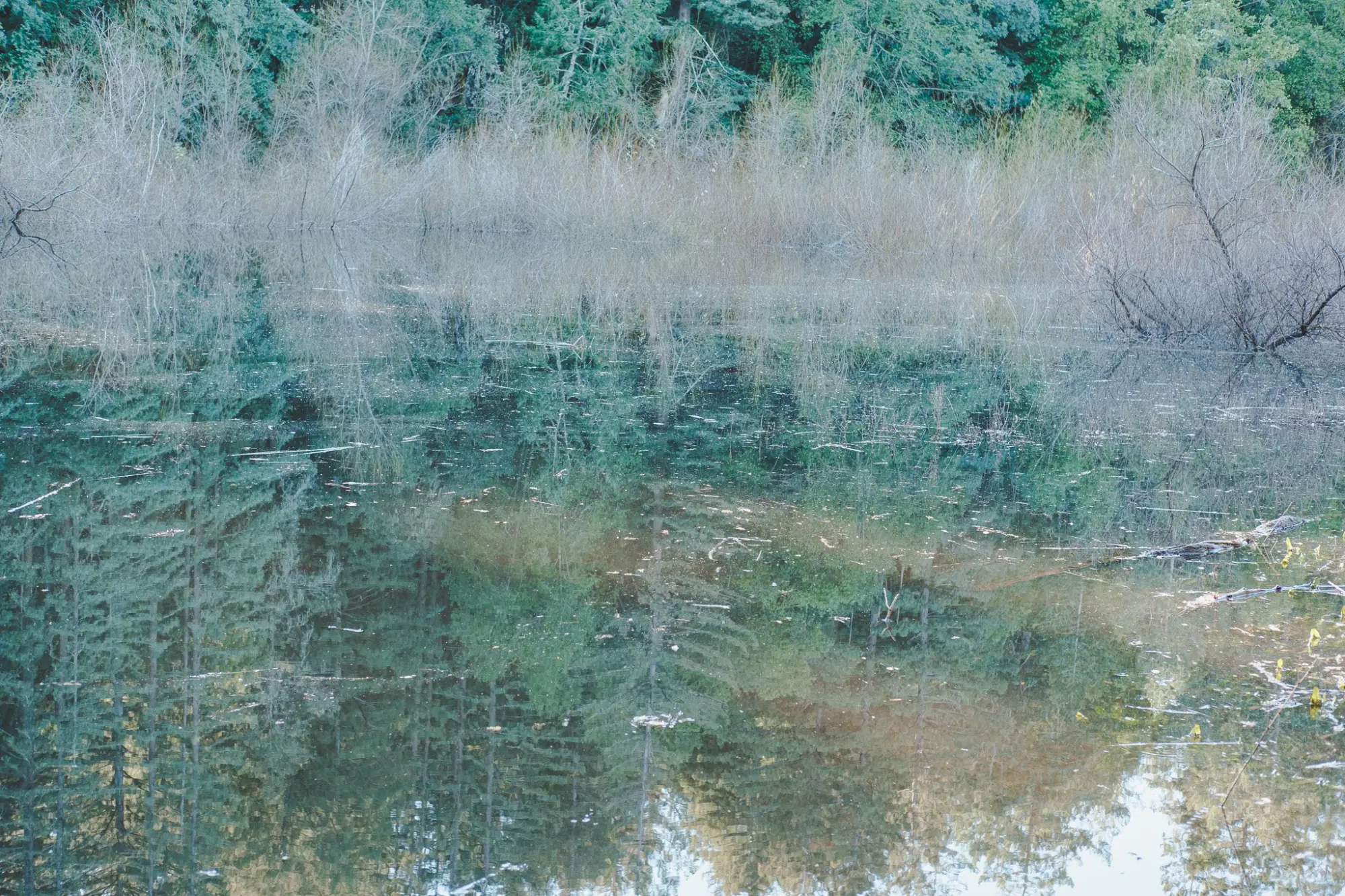 Photo from A Peaceful Hike Around Lake Trail, Glen Ellen, CA