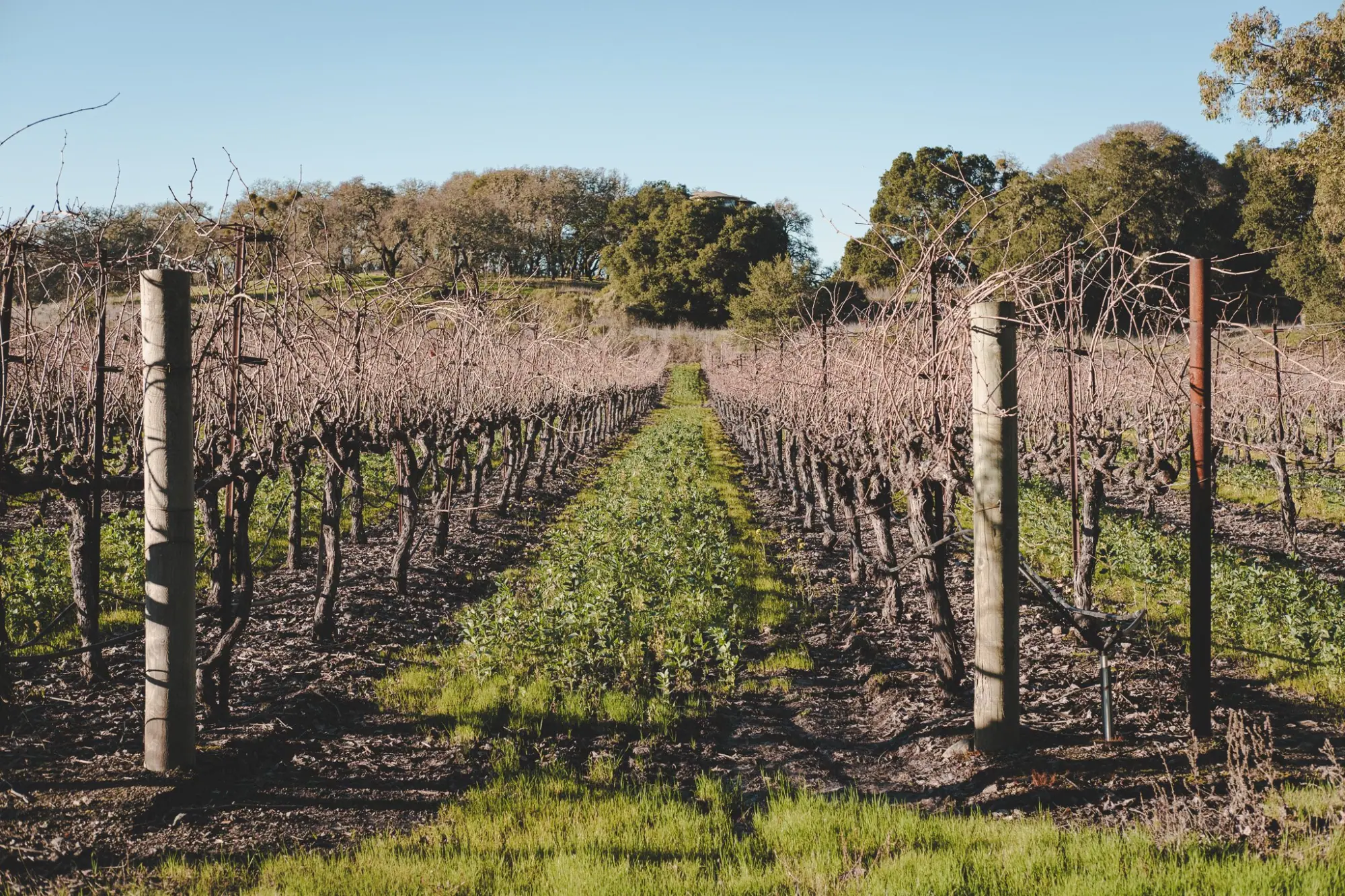 Photo from A Peaceful Hike Around Lake Trail, Glen Ellen, CA