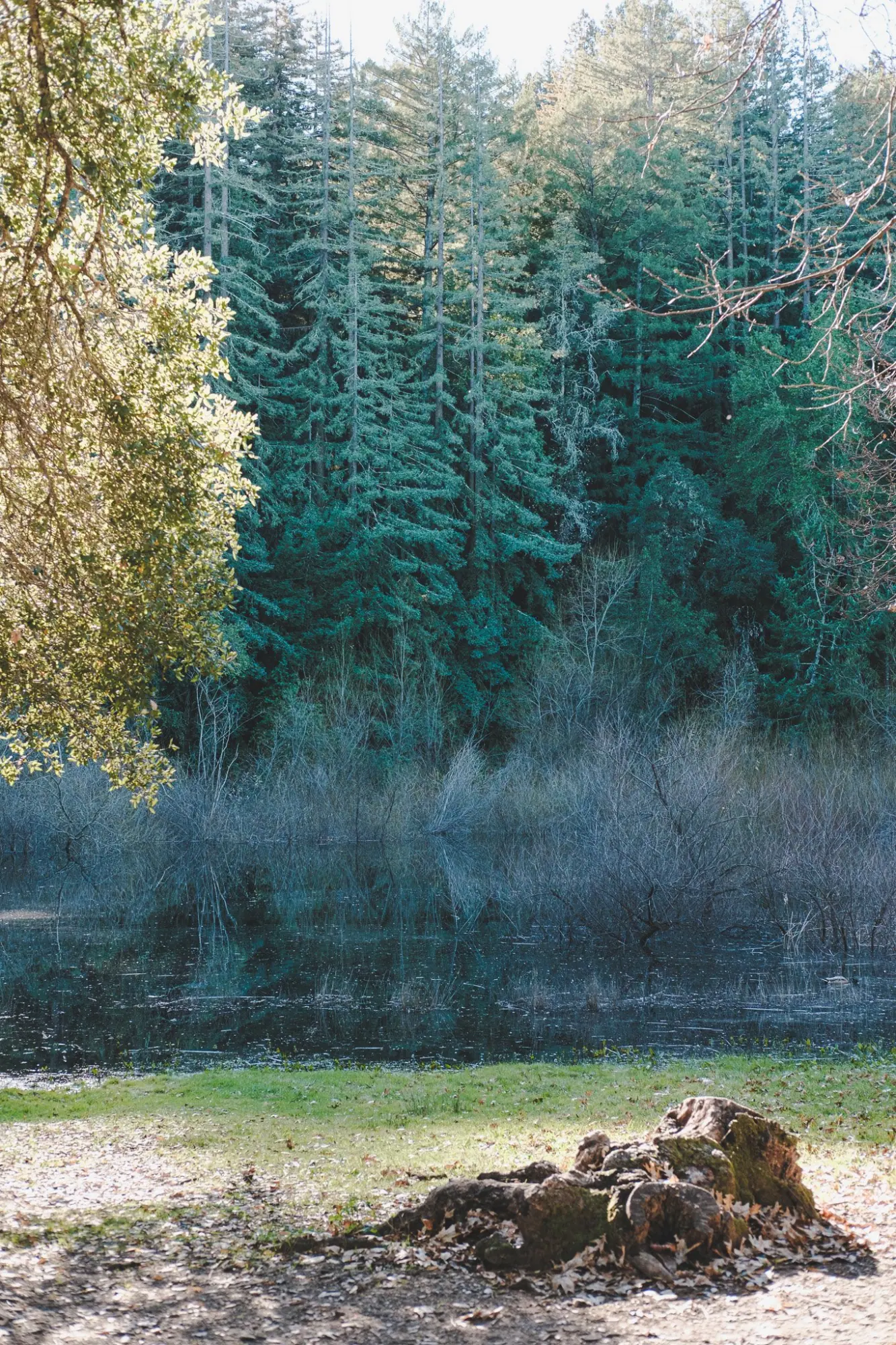 Photo from A Peaceful Hike Around Lake Trail, Glen Ellen, CA