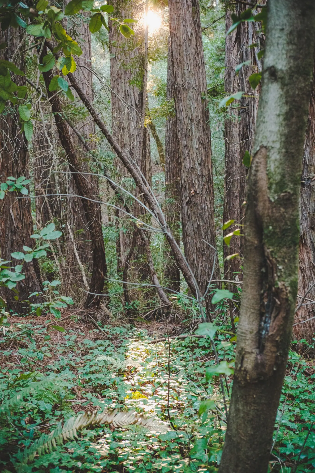 Photo from A Peaceful Hike Around Lake Trail, Glen Ellen, CA
