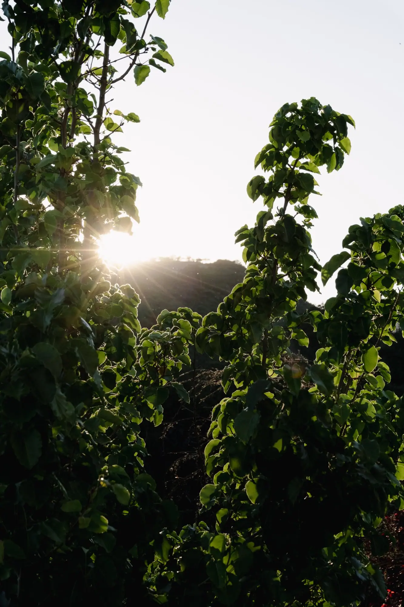 Photo from After TOP, we checked into our vacation rental in Terrace Hill, a beautiful home tucked into the hills…, Paso Robles, CA