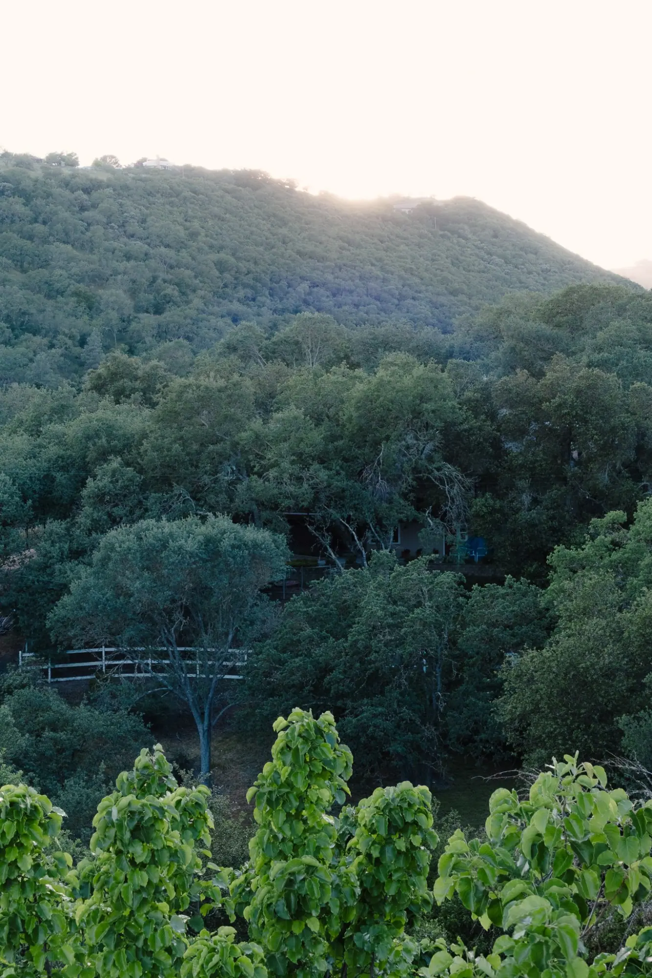 Photo from After TOP, we checked into our vacation rental in Terrace Hill, a beautiful home tucked into the hills…, Paso Robles, CA