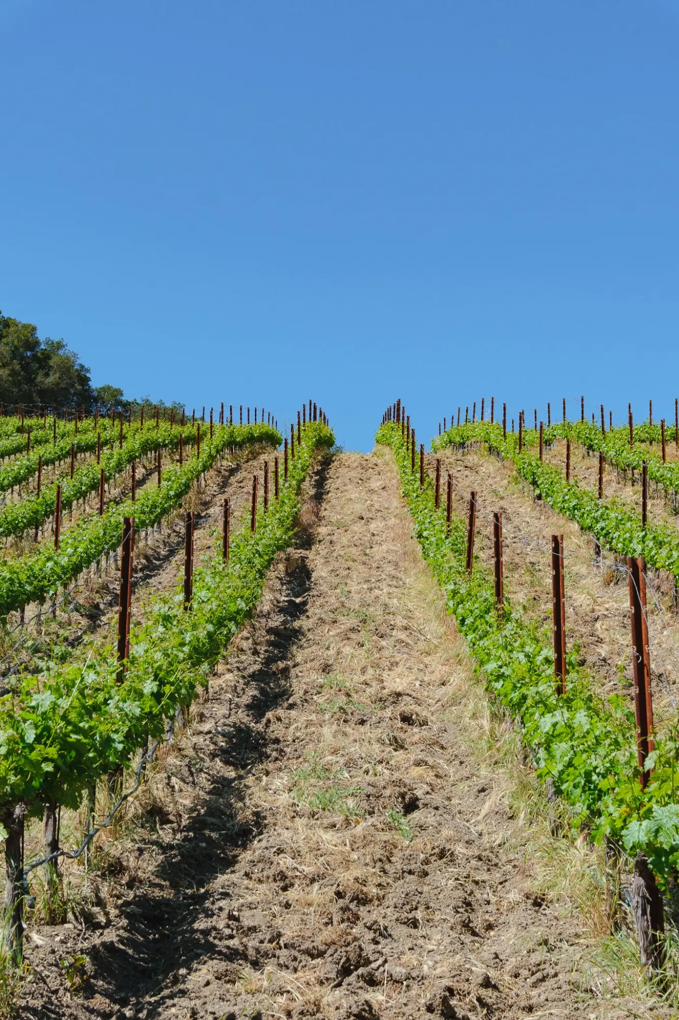 Photo from From there we headed to Sixmilebridge, Paso Robles, CA