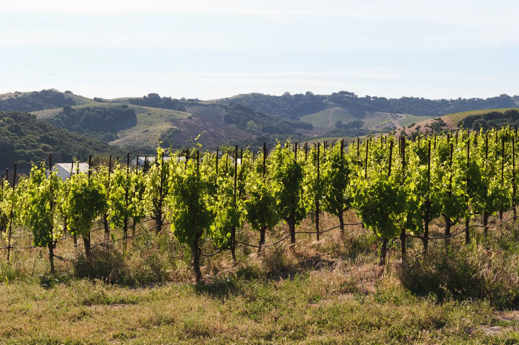 Photo from Our final tasting that day was at Law Estate, Paso Robles, CA