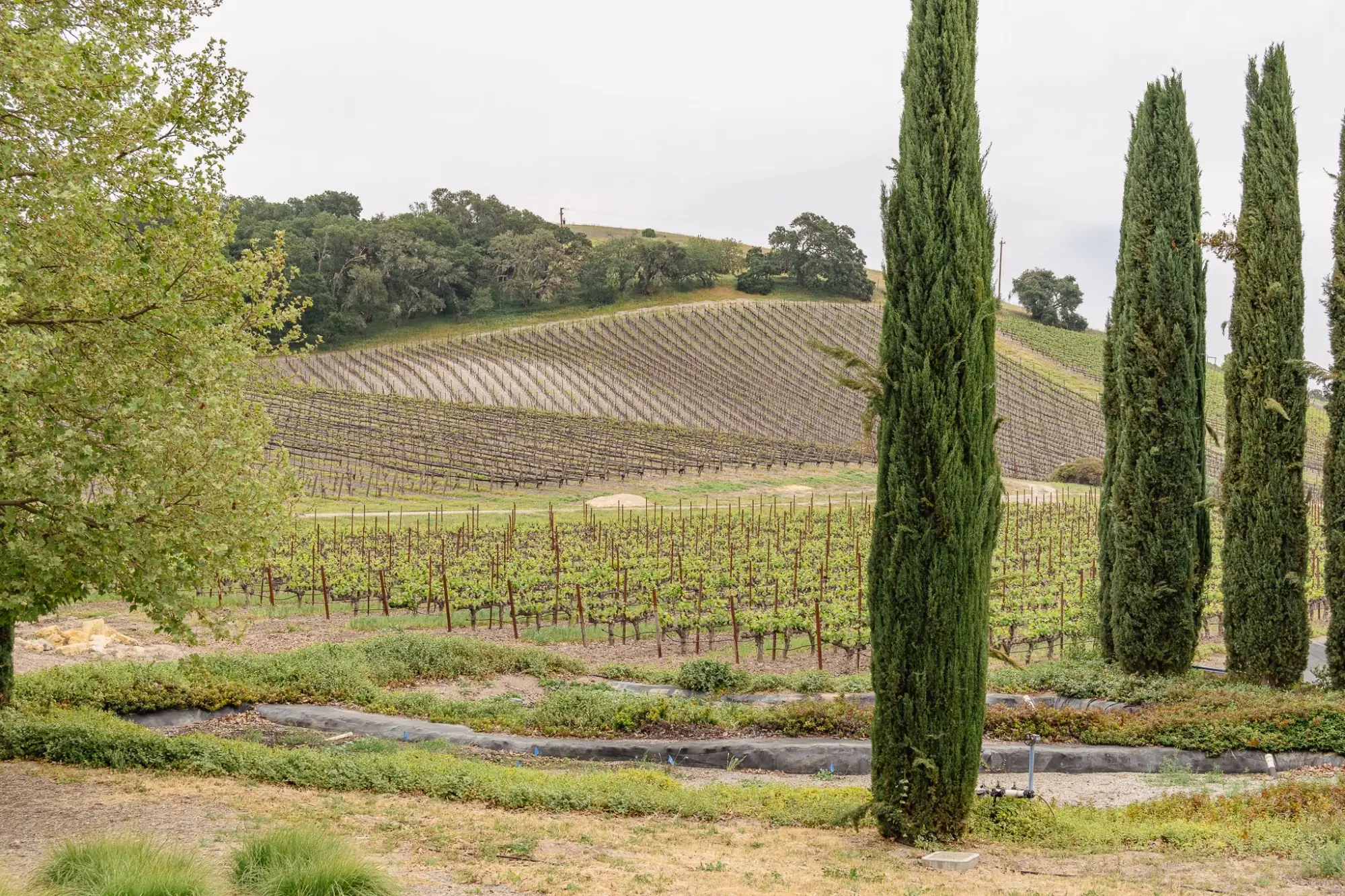 Photo from Our final tasting of the trip was at L’Aventure, one of the most recognized names in Paso Robles
