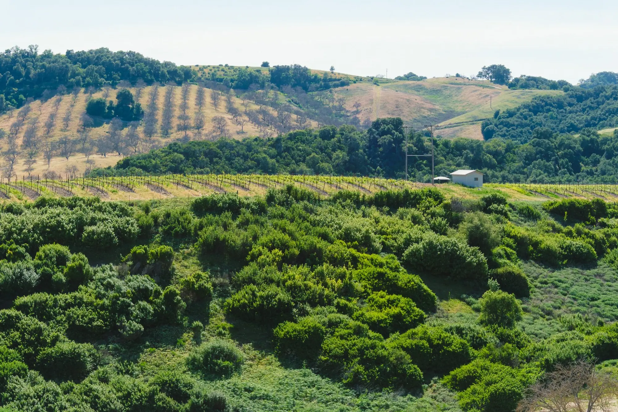 Photo from Paso Robles has a way of doing that