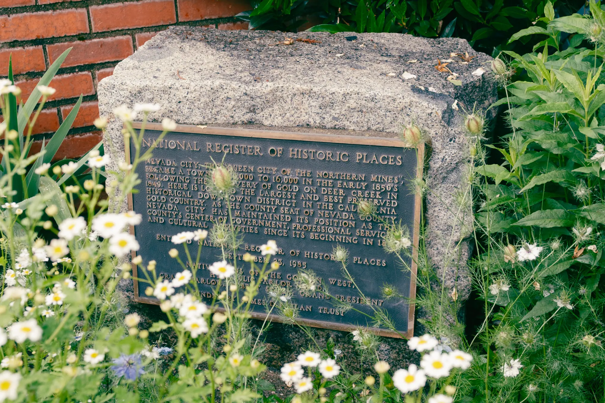 A historic plaque among white flowers