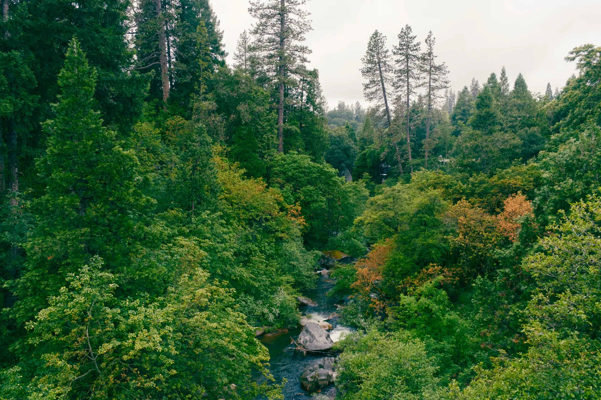 A forested ravine seen from a bridge