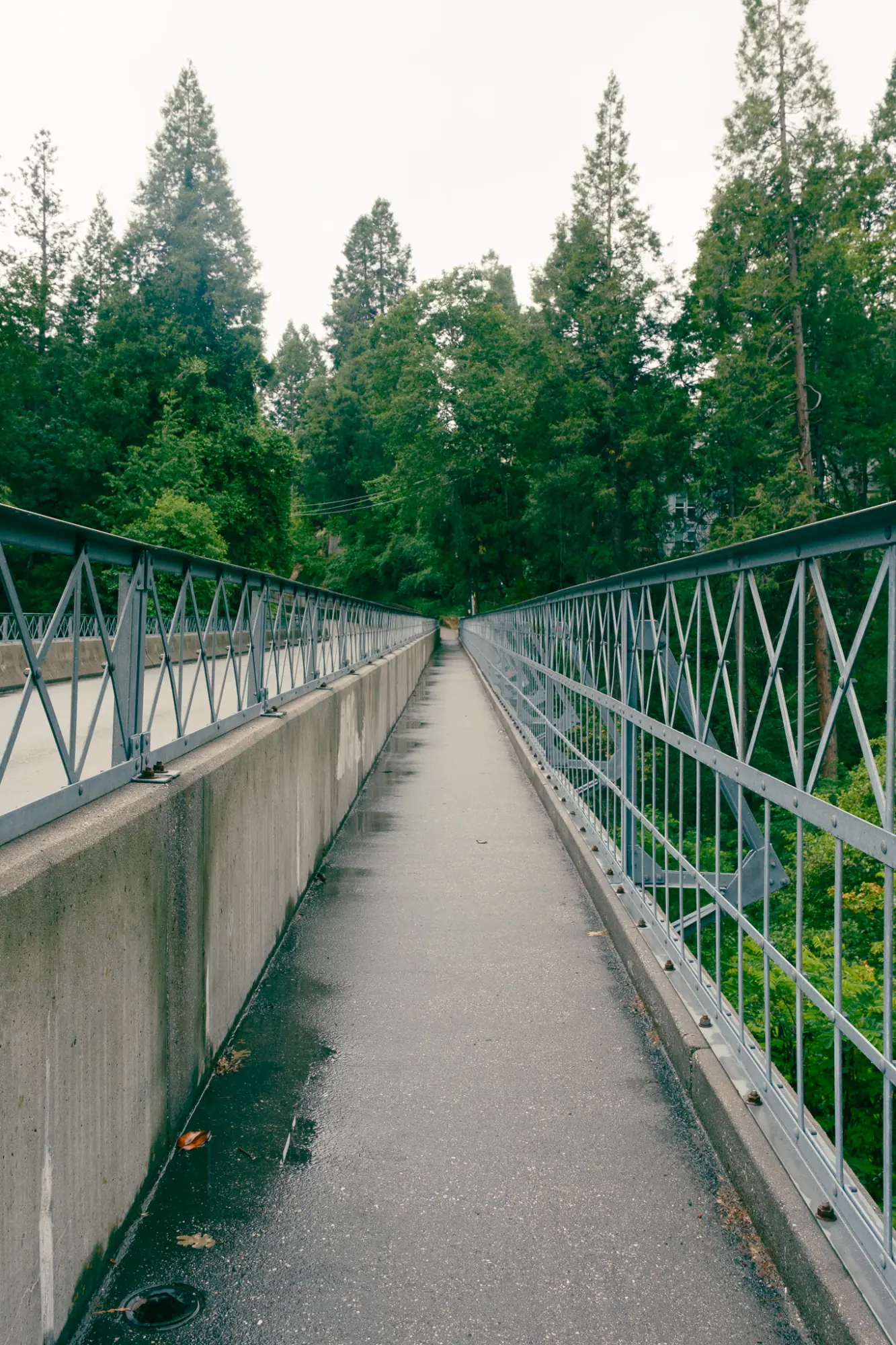 A long footbridge through the trees