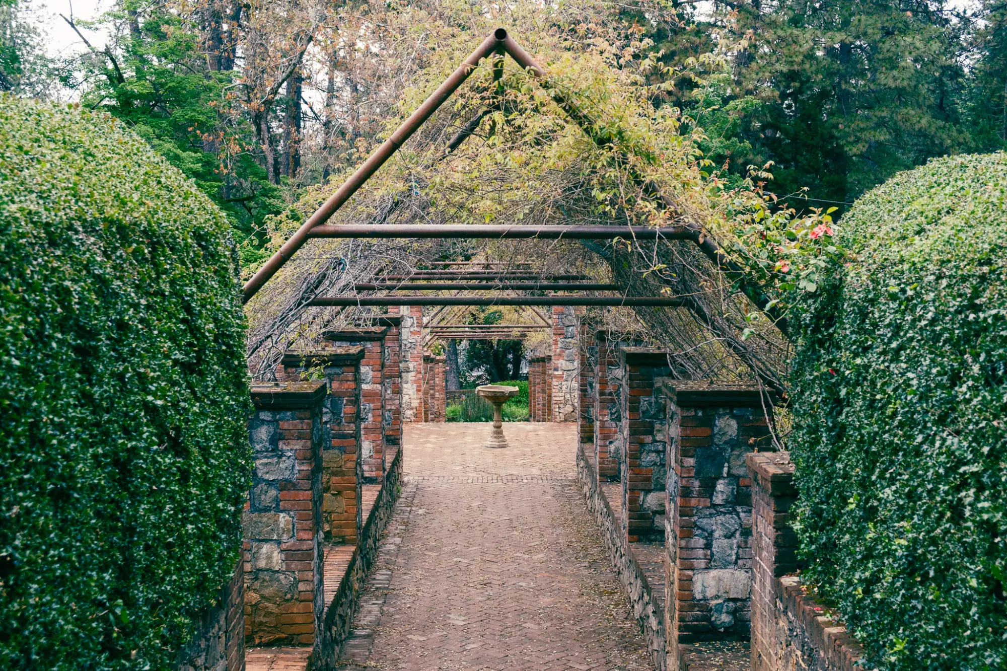 A pergola over a brick path between hedges
