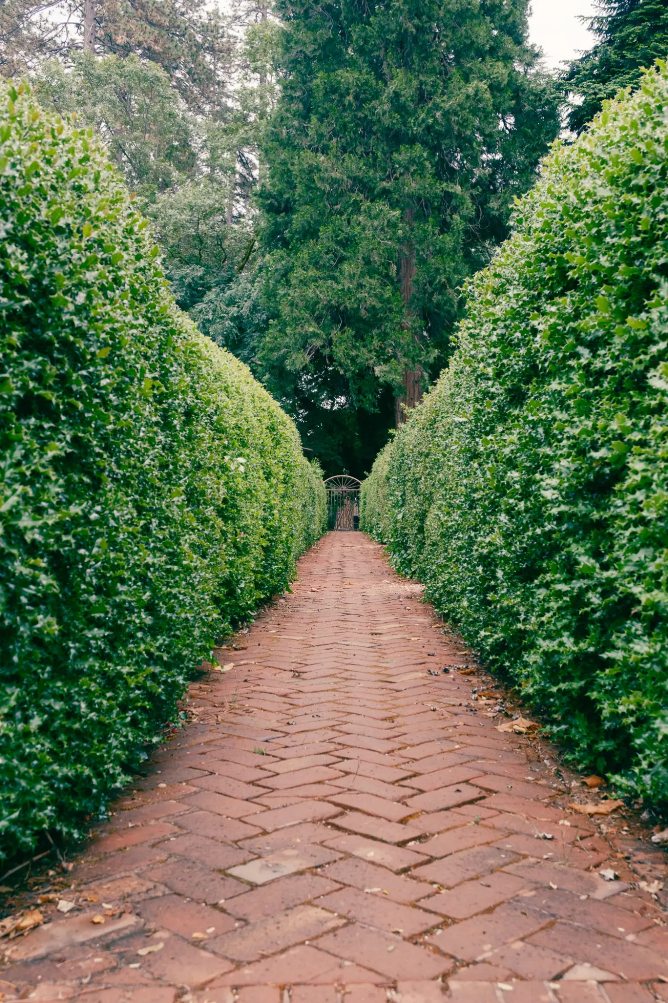A brick path between tall hedges