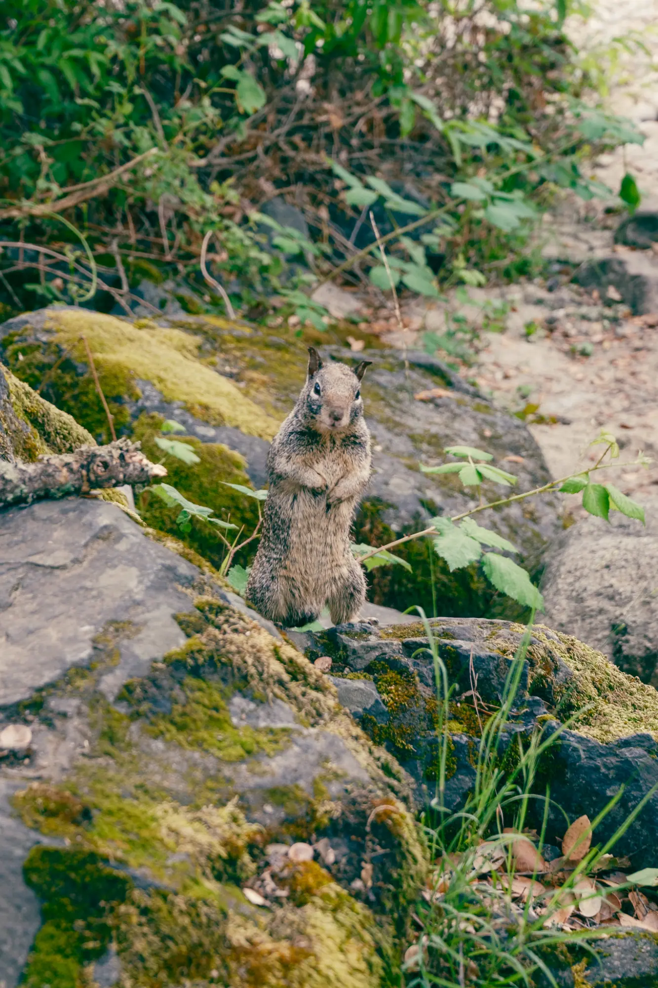 A ground squirrel on a mossy rock