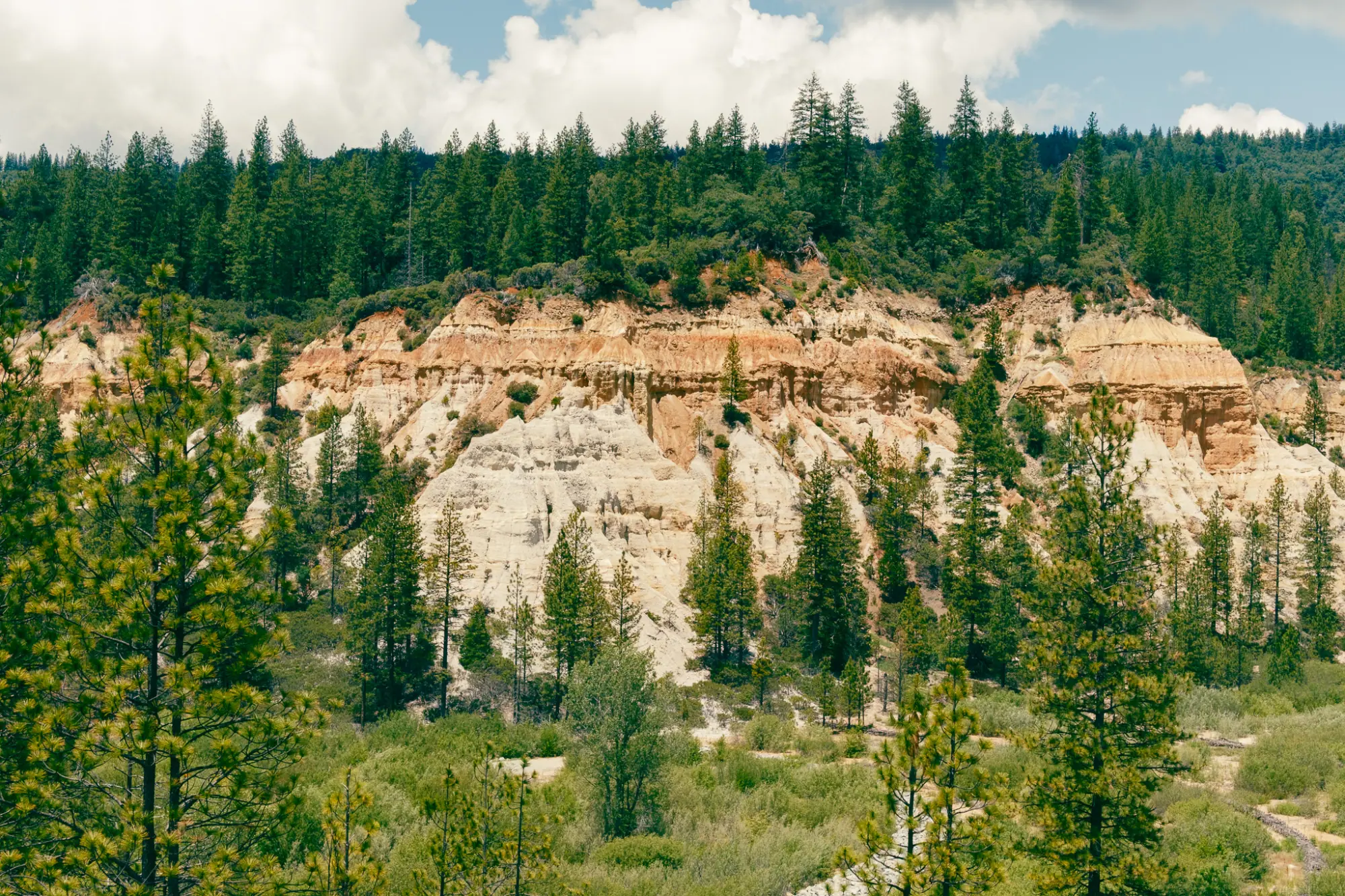 Pale eroded cliffs among pines