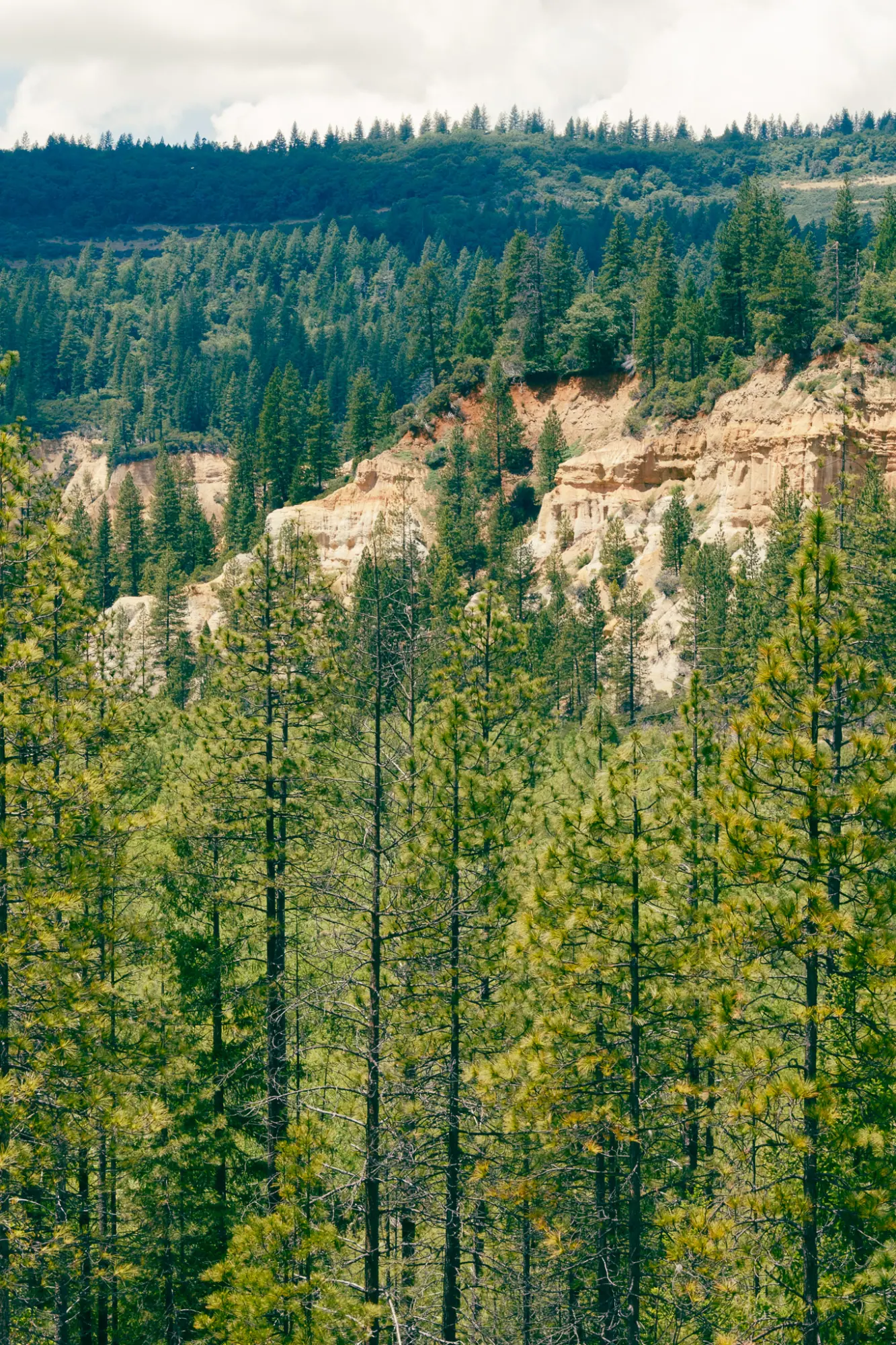 A pale cliff face above pine trees