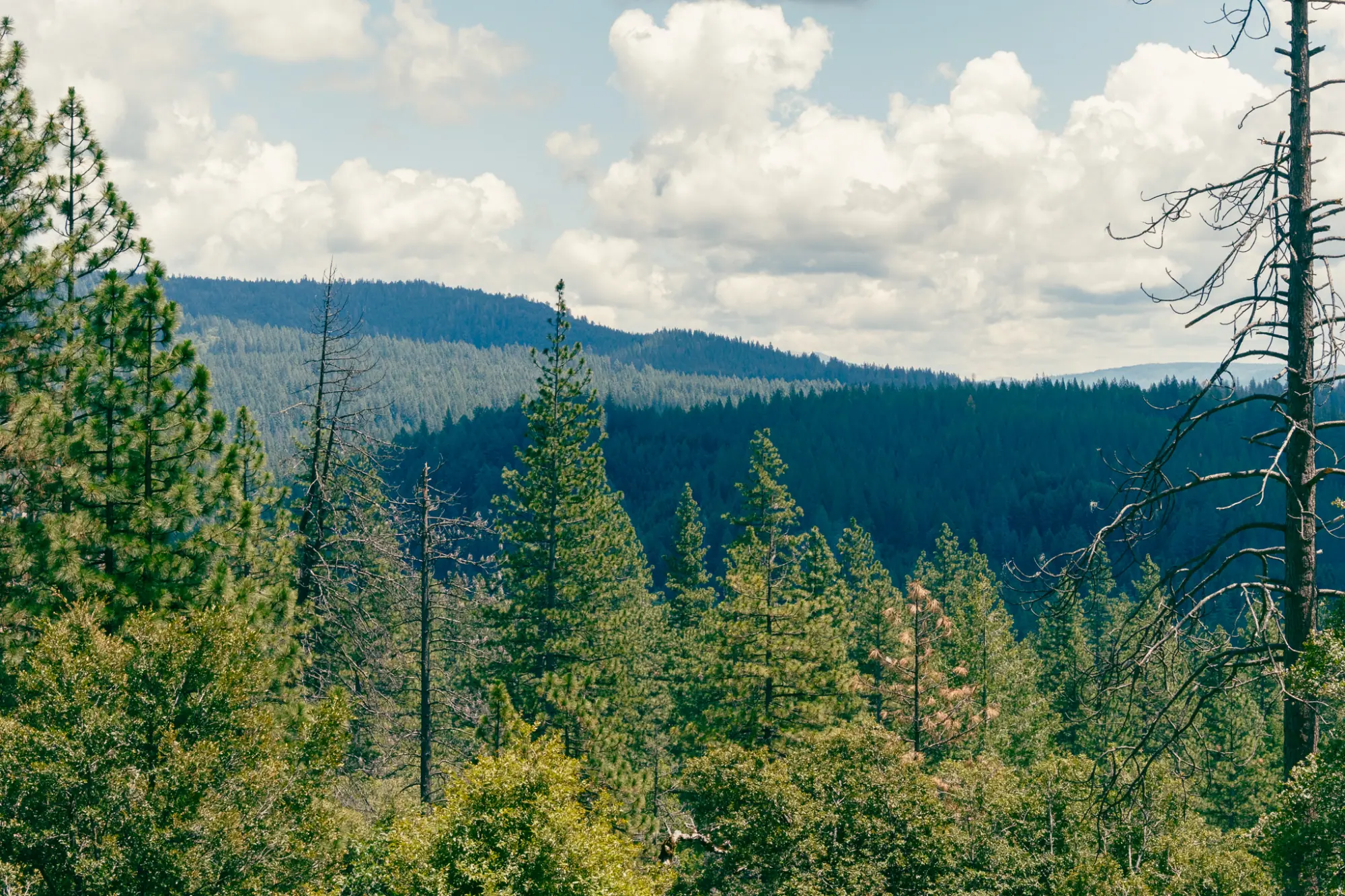 Forested ridges beyond the diggings