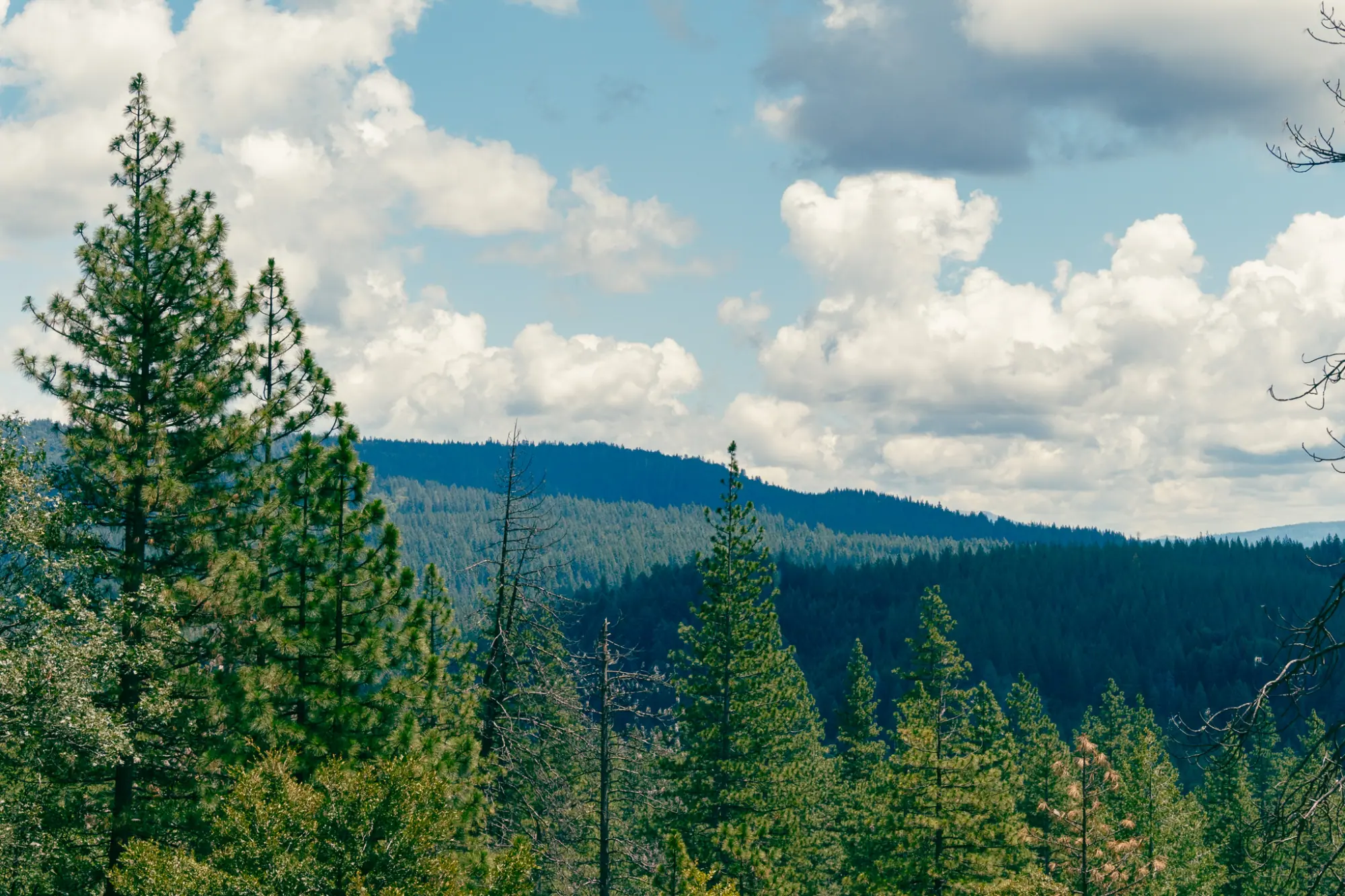Pines against blue sky and clouds