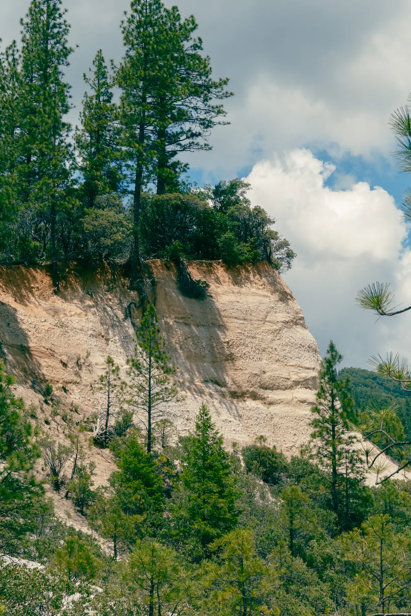 A tall eroded cliff with pines