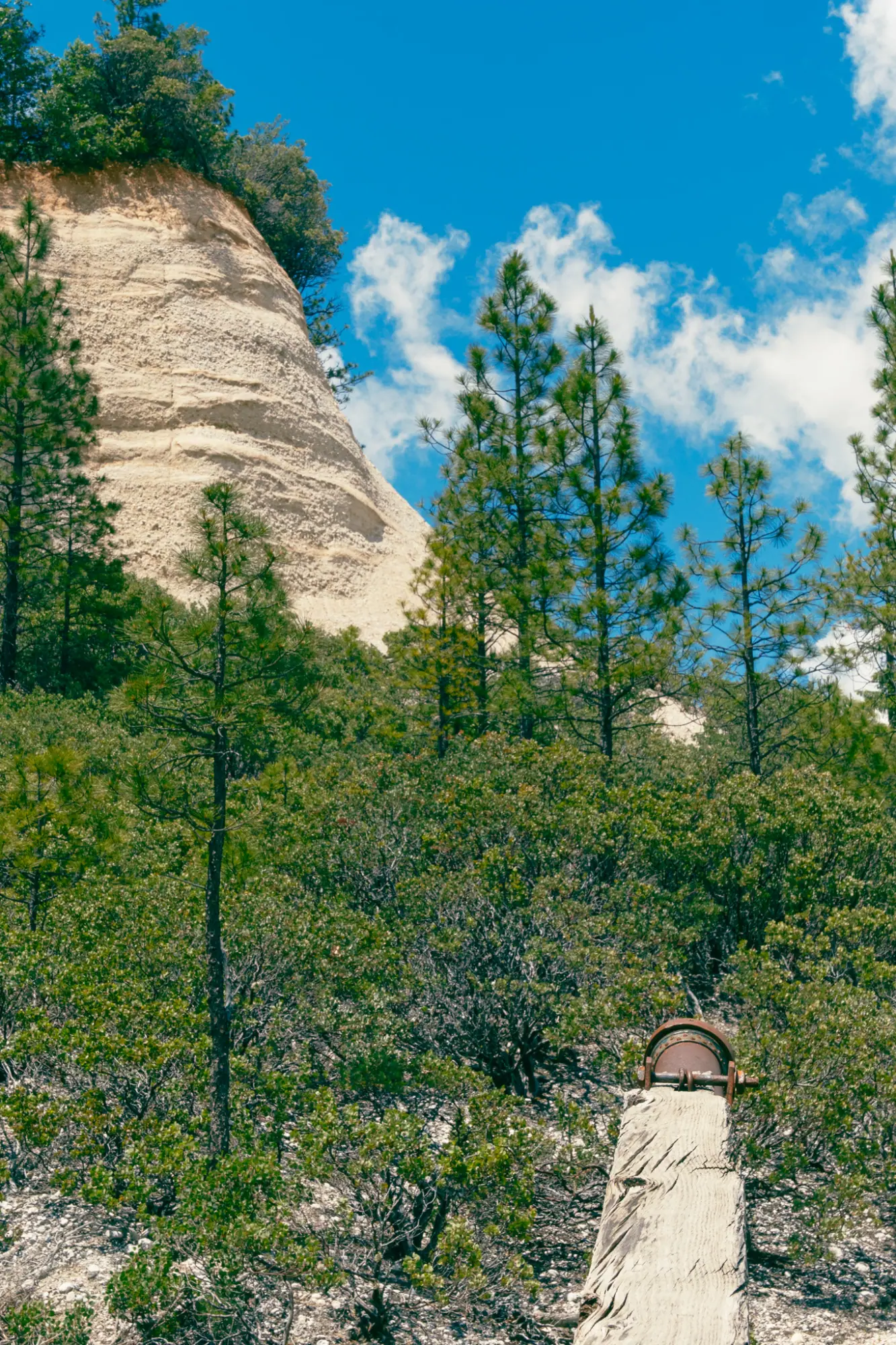 A pale cliff above the trees