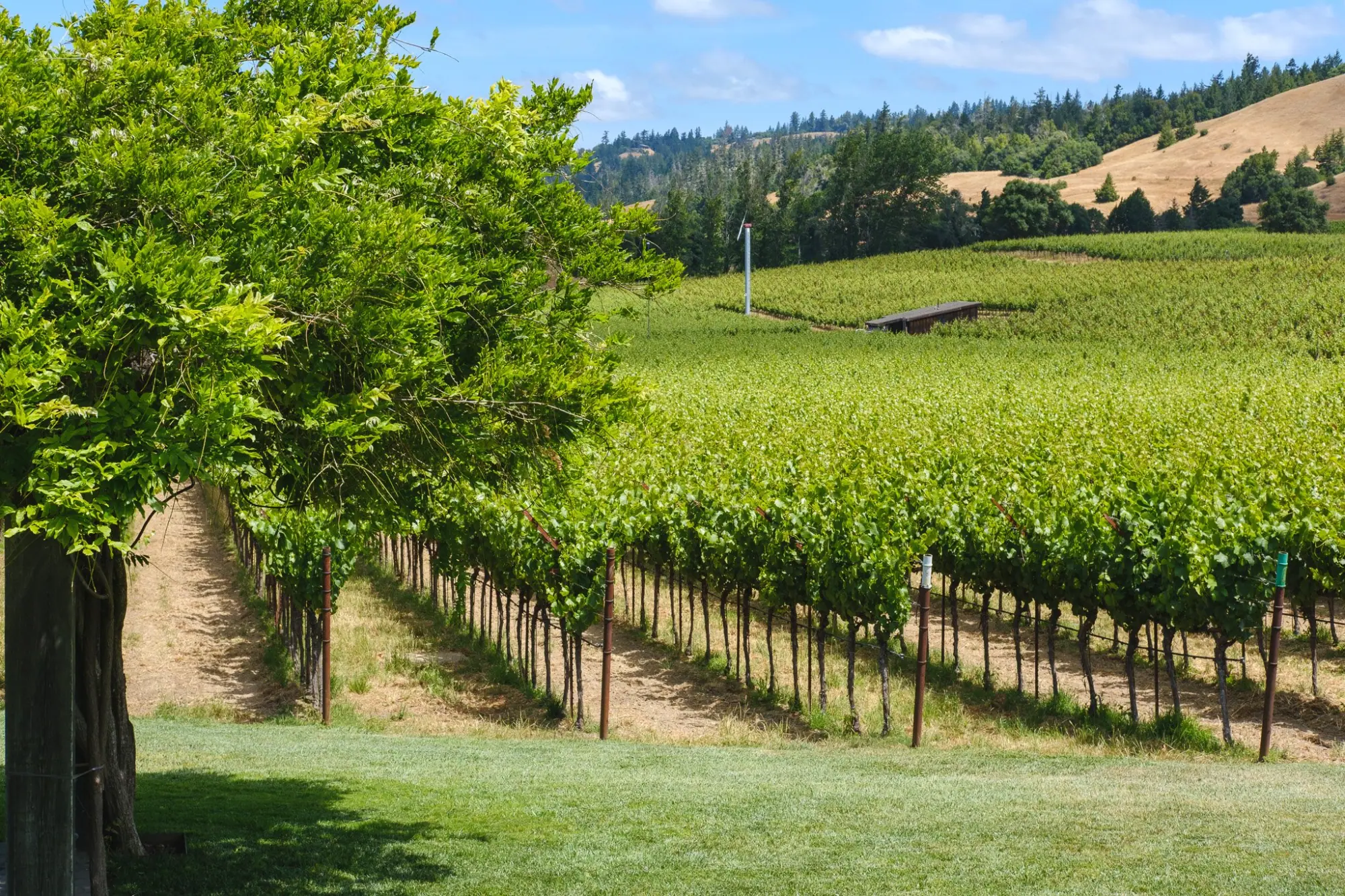Photo from Our first stop: Navarro Vineyards, where we sampled wines and snacked on a cheese and charcuterie board…, Mendocino, CA