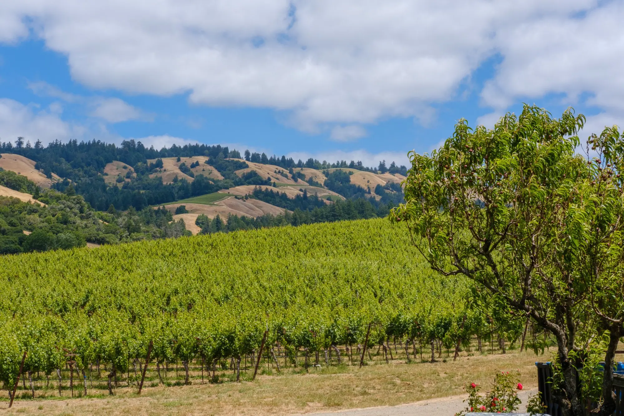 Photo from Our first stop: Navarro Vineyards, where we sampled wines and snacked on a cheese and charcuterie board…, Mendocino, CA