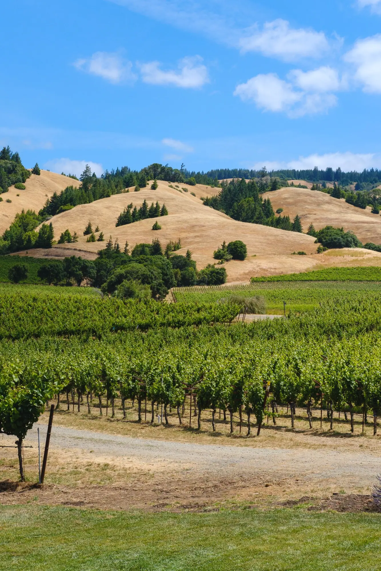 Photo from Our first stop: Navarro Vineyards, where we sampled wines and snacked on a cheese and charcuterie board…, Mendocino, CA