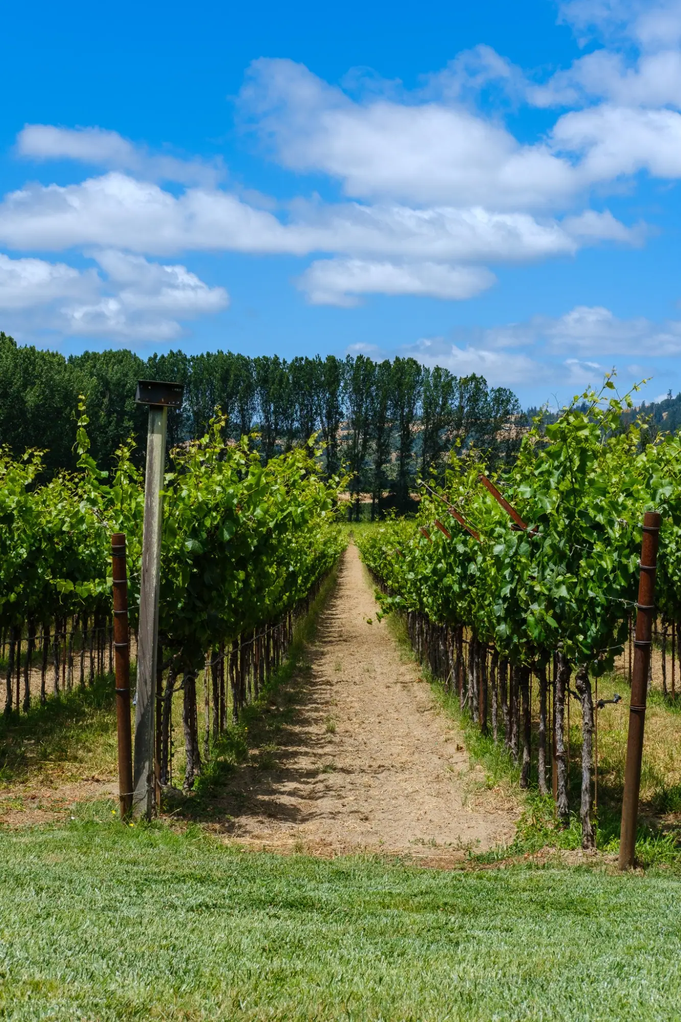 Photo from Our first stop: Navarro Vineyards, where we sampled wines and snacked on a cheese and charcuterie board…, Mendocino, CA